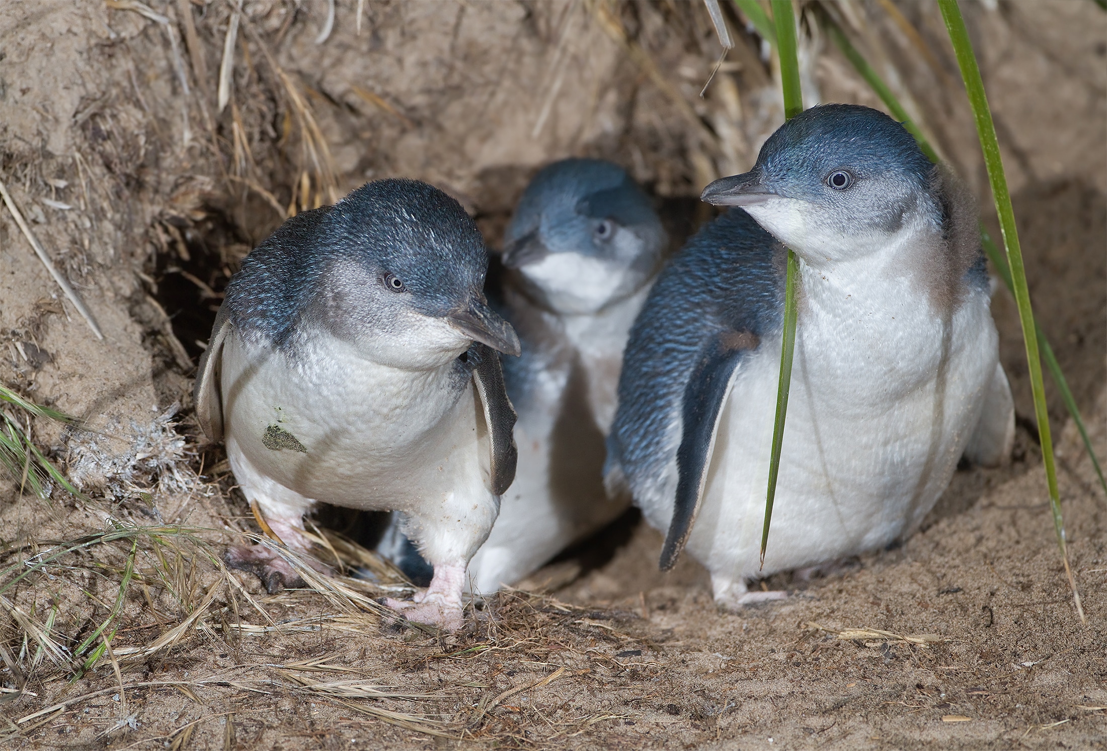 Little penguins