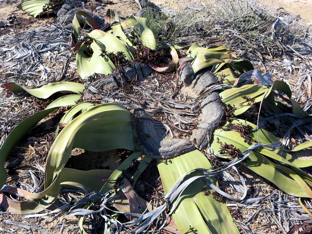 Welwitschia mirabilis