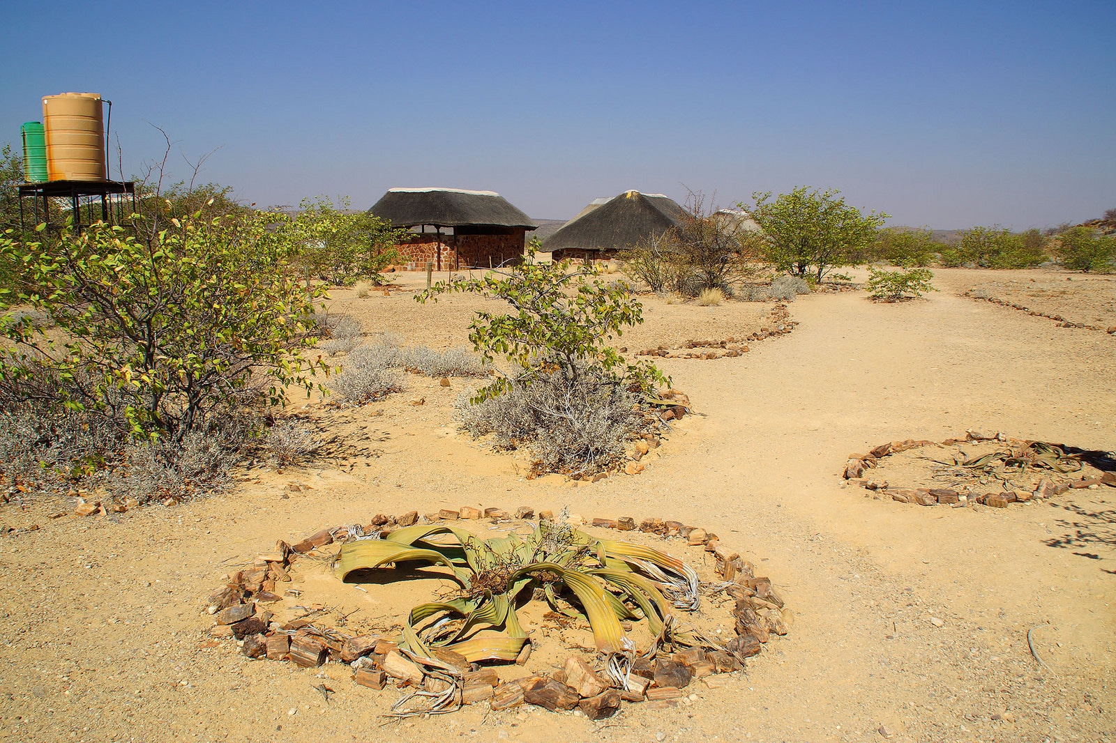 Welwitschia mirabilis