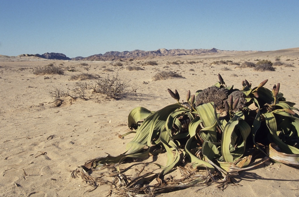 Welwitschia mirabilis