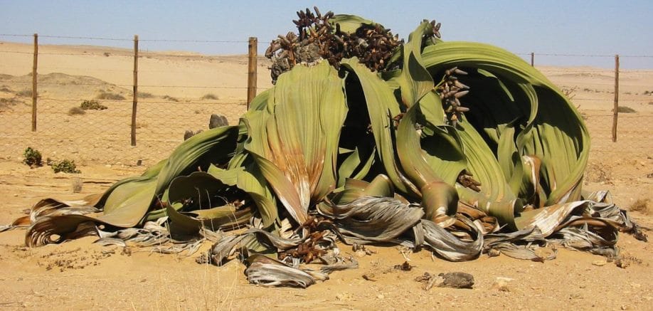 Welwitschia mirabilis: The world’s toughest plant