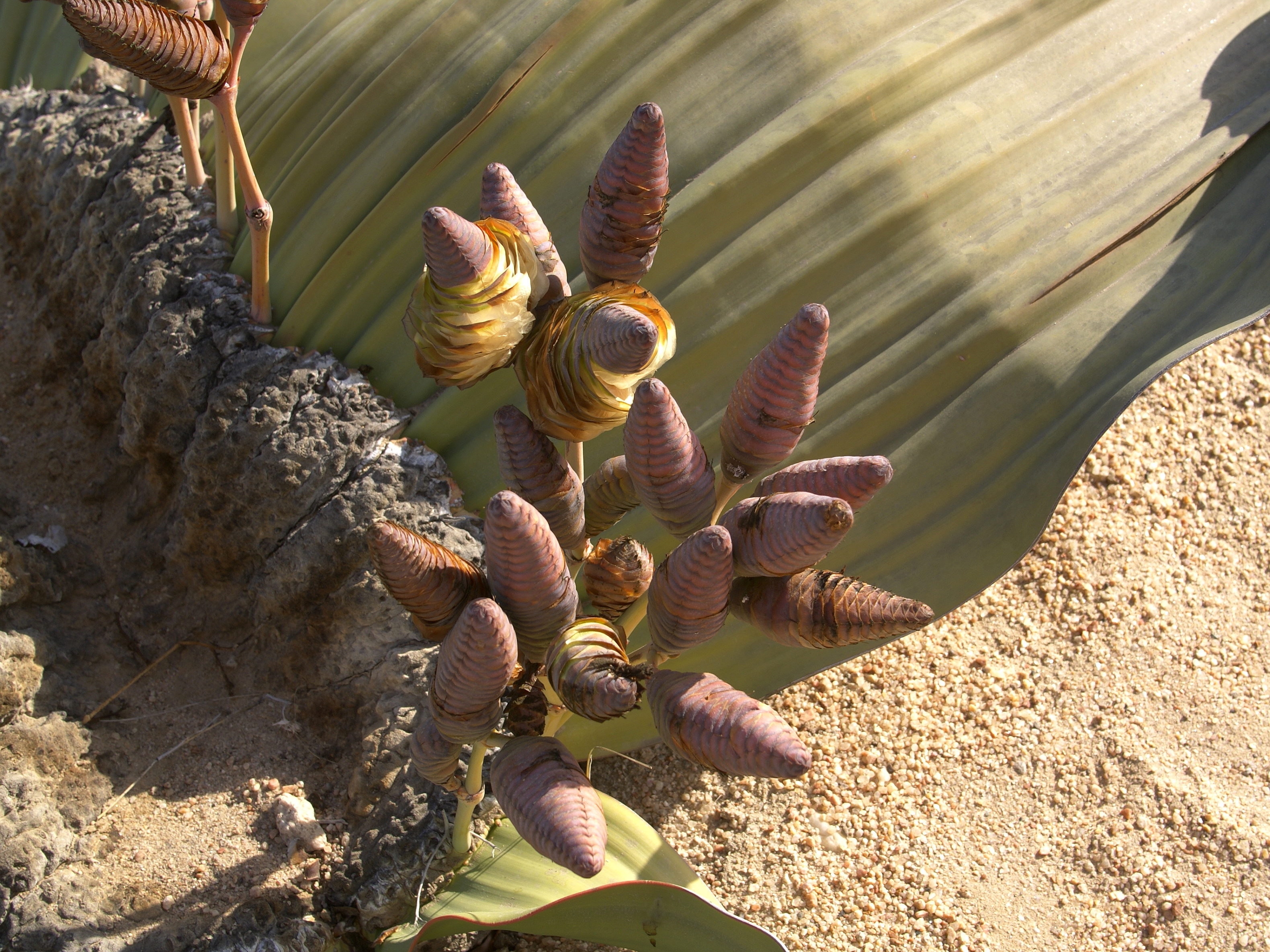 Welwitschia mirabilis