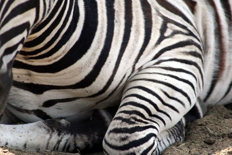 4 animals who sleep in a surprising way InsureandGo