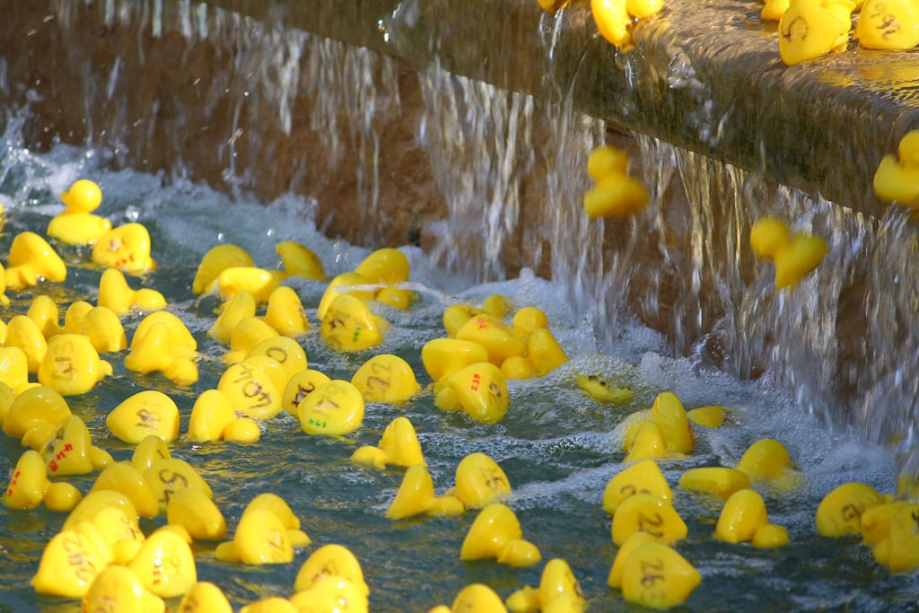 Racing ducks
