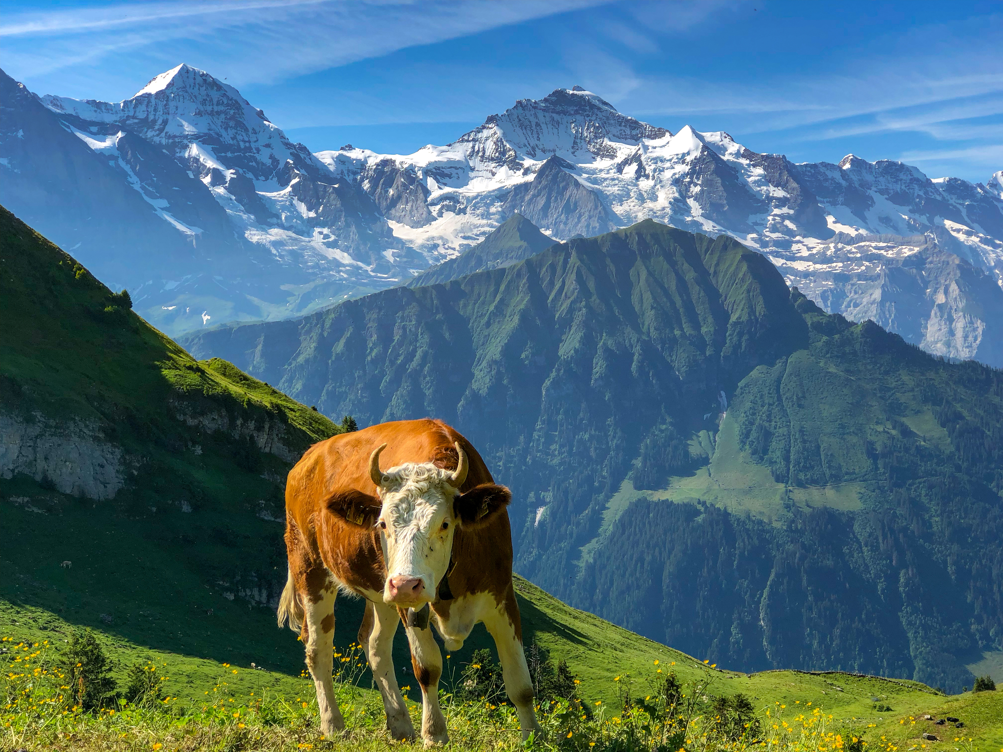Swiss Cow