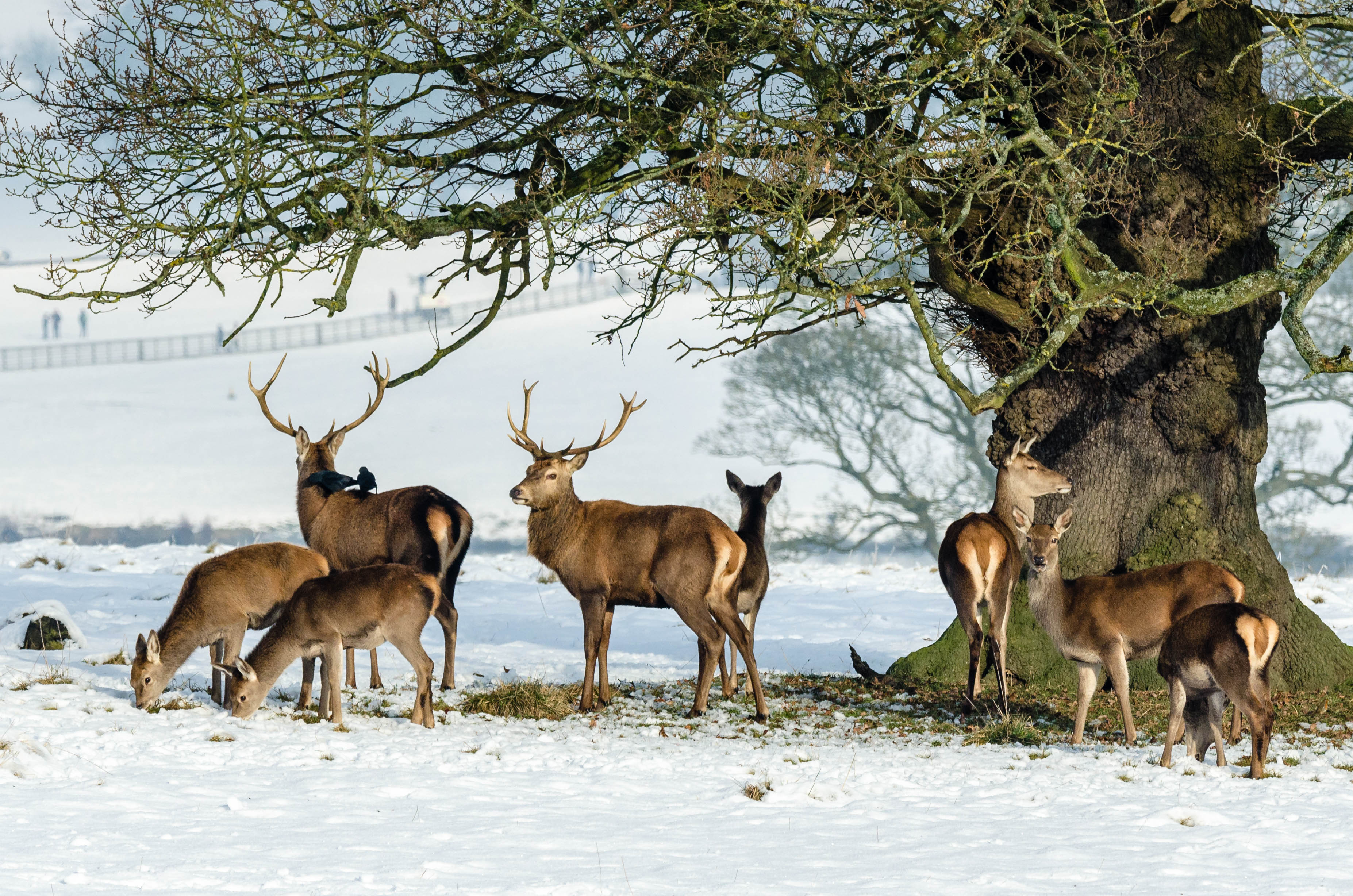 Some deer in the snow
