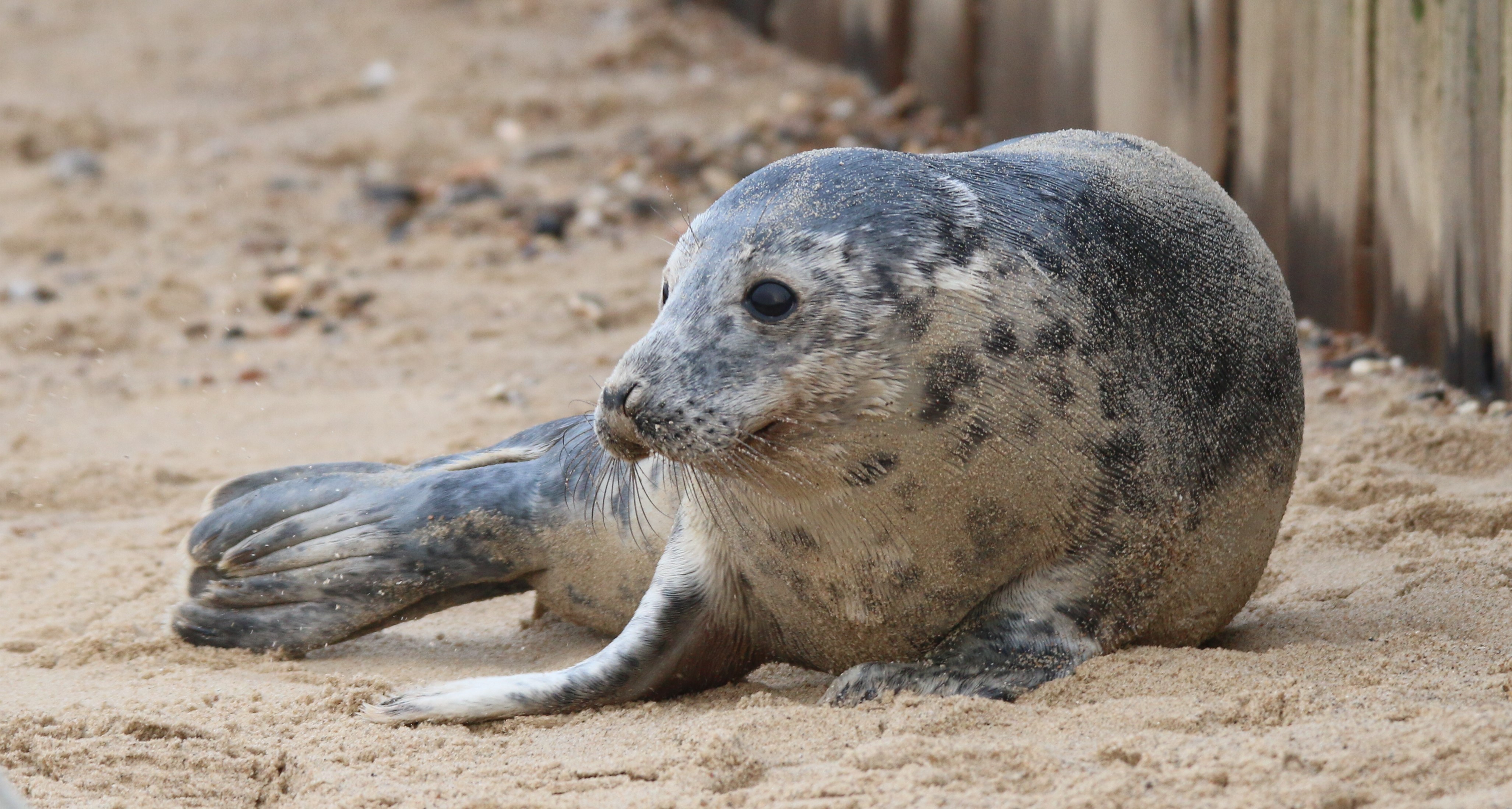 A common seal, out of the water