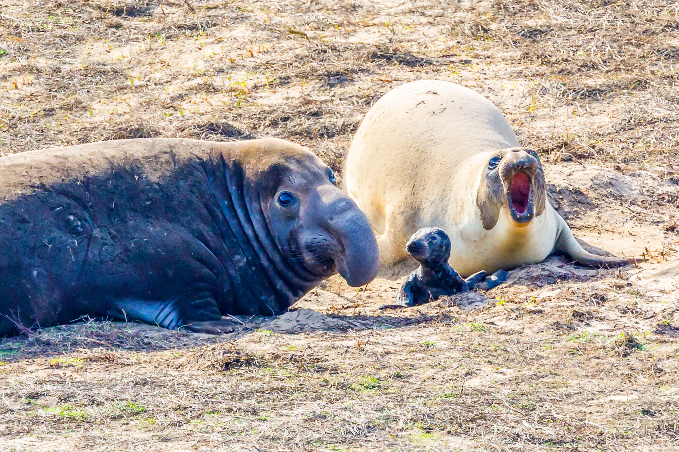 A family of elephant seals
