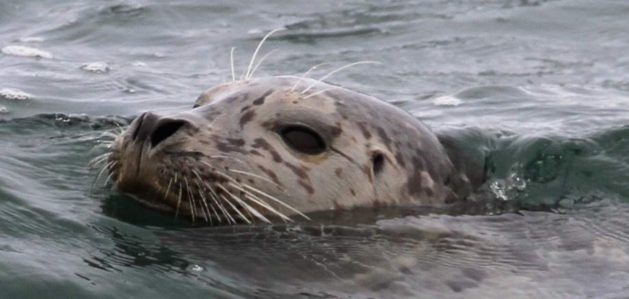 All about seals, sea lions and walruses