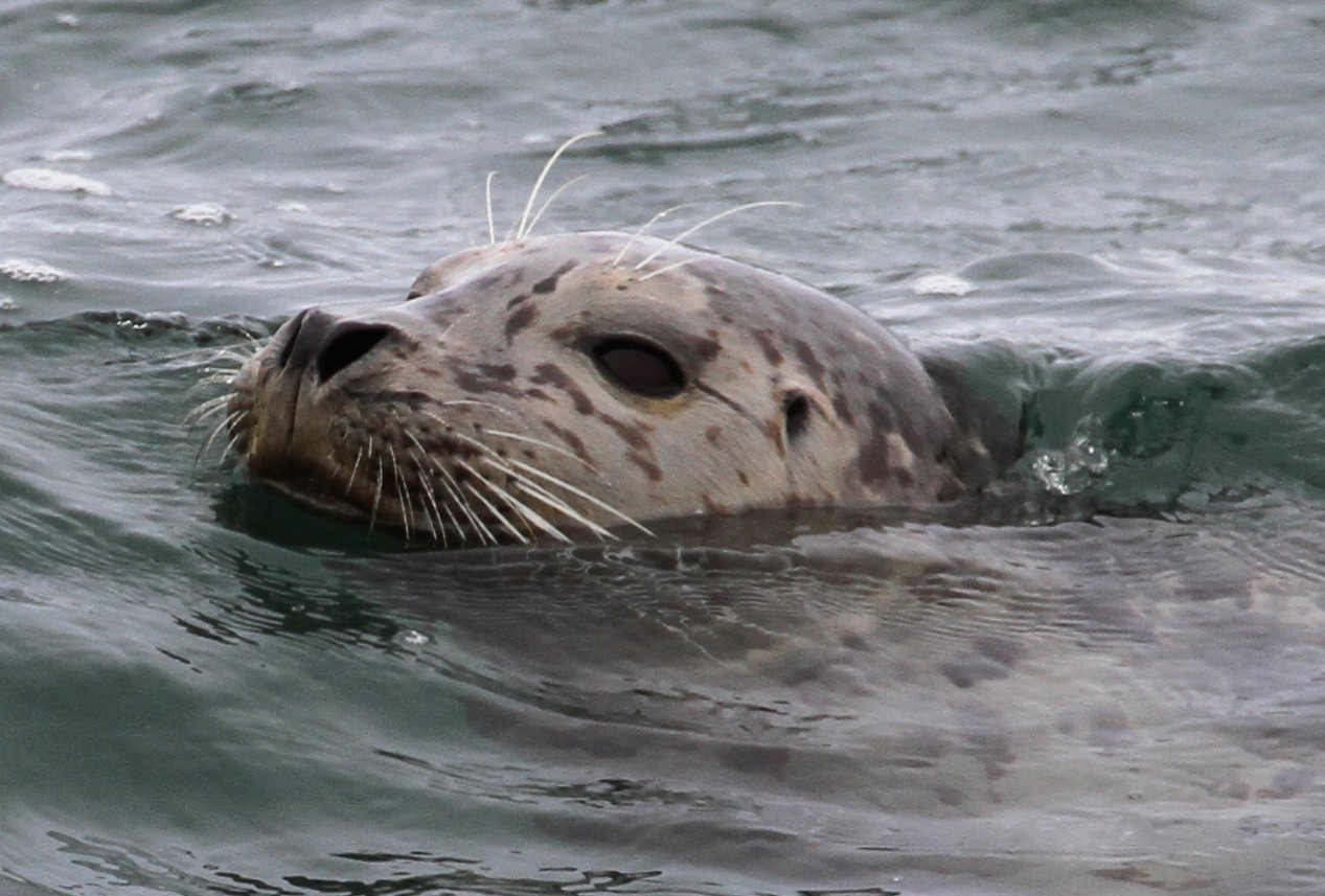 Harbour seal, California