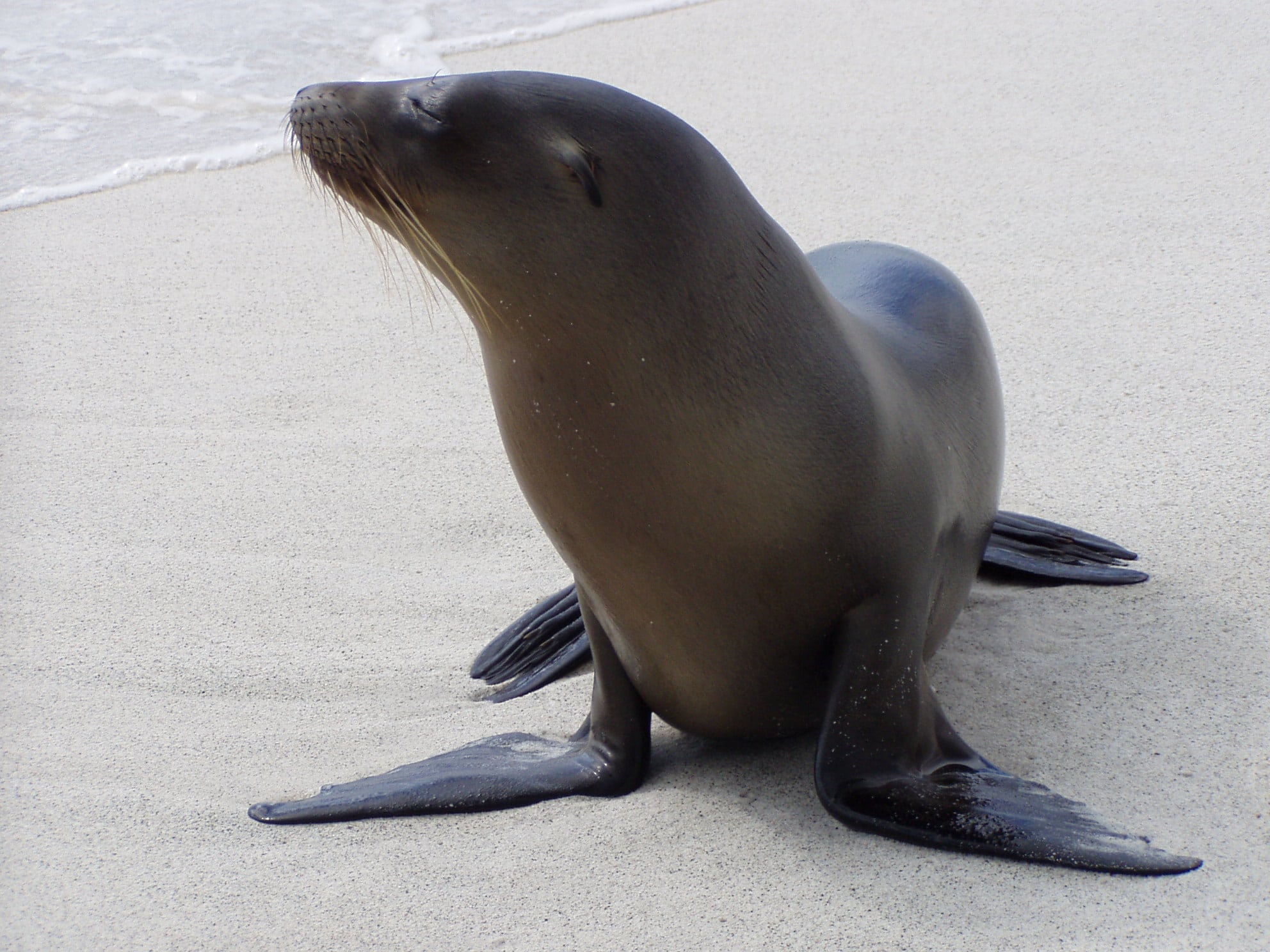 A sea lion in the Galapagos