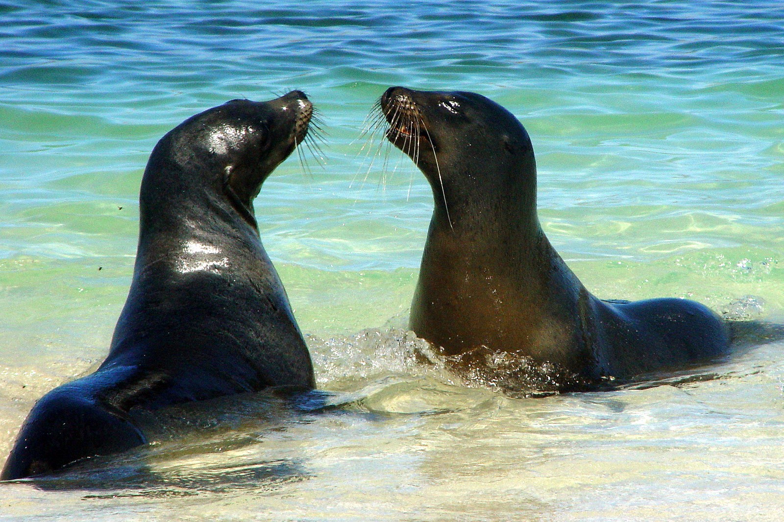 Two sea lions enjoying the beach
