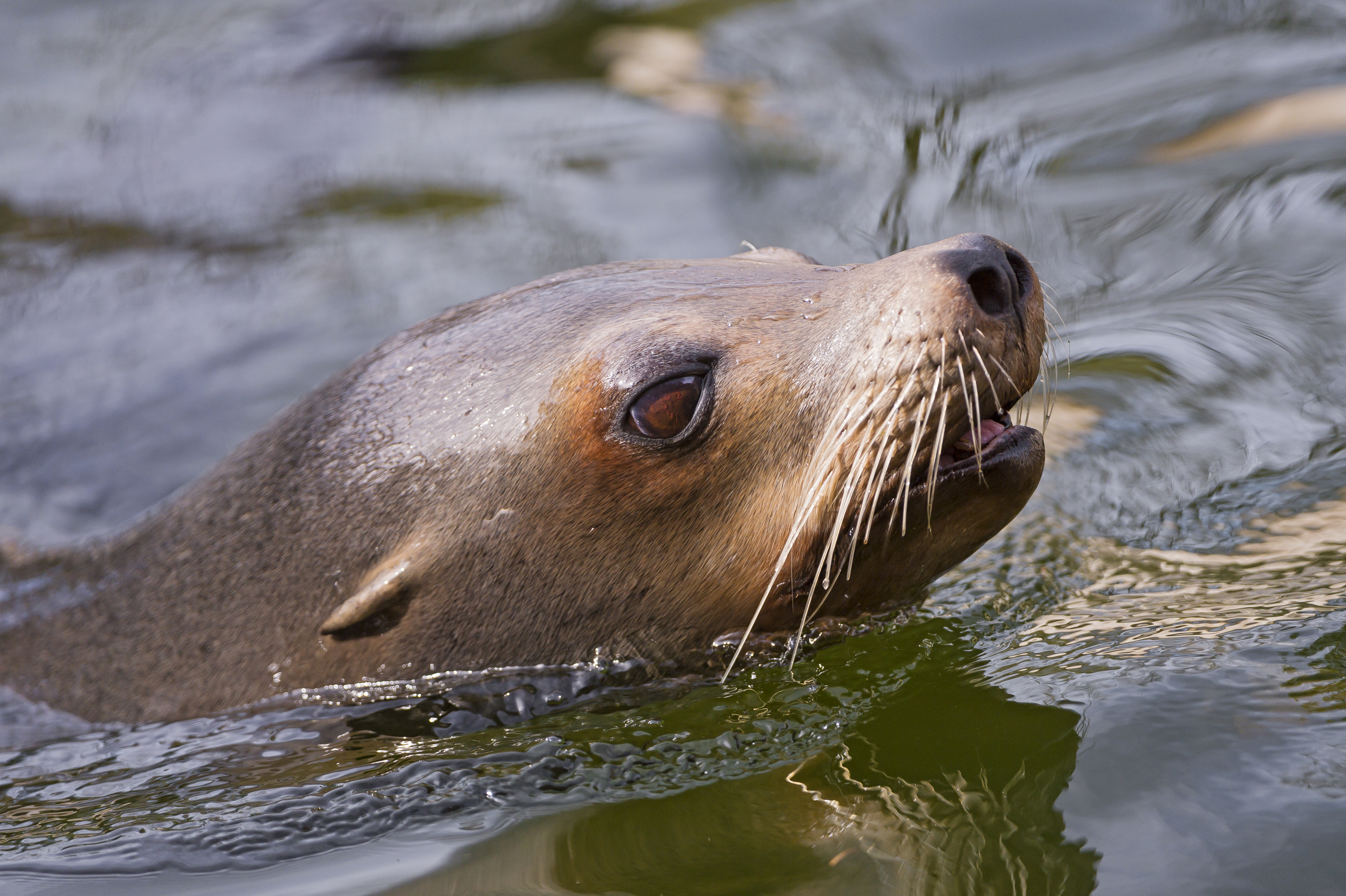 A sealion swimming