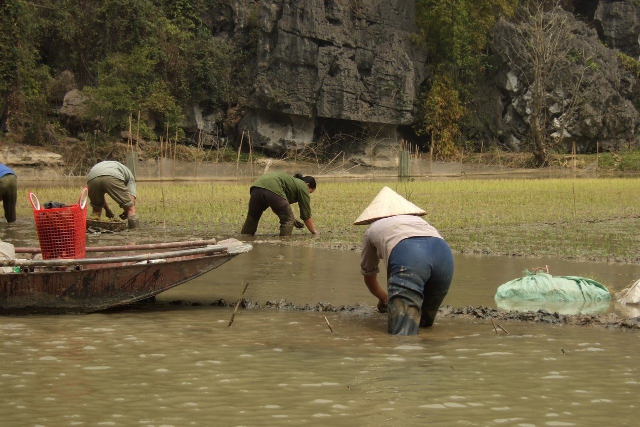 A rice field in Vietnam