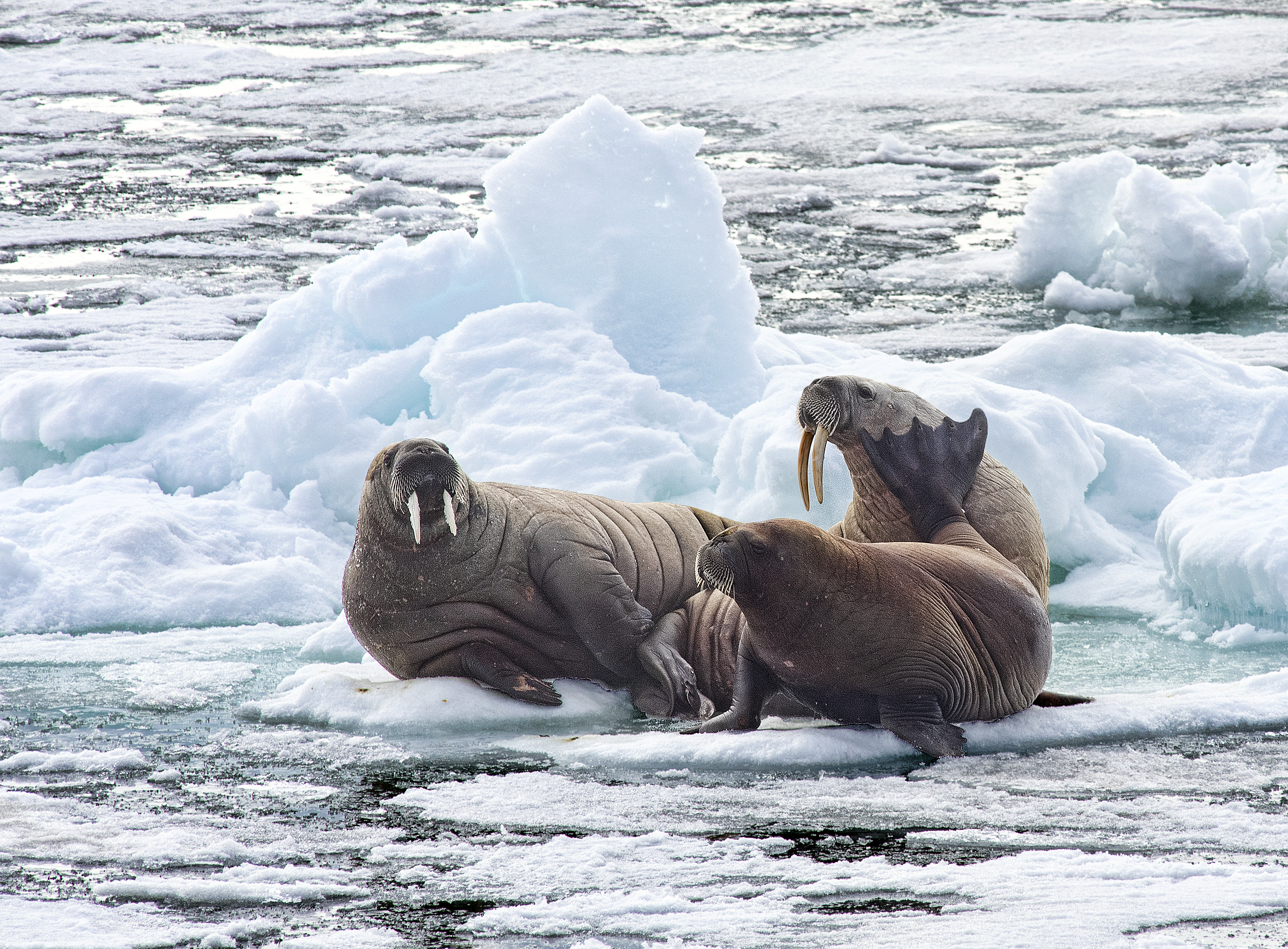 Walruses on an iceberg