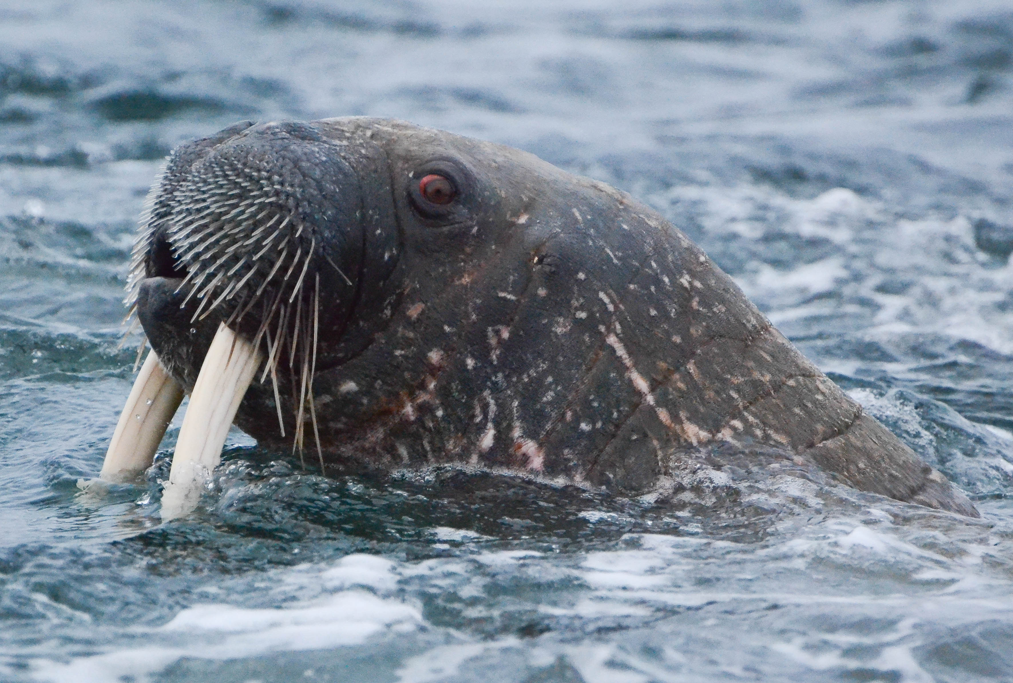 Close up of a walrus