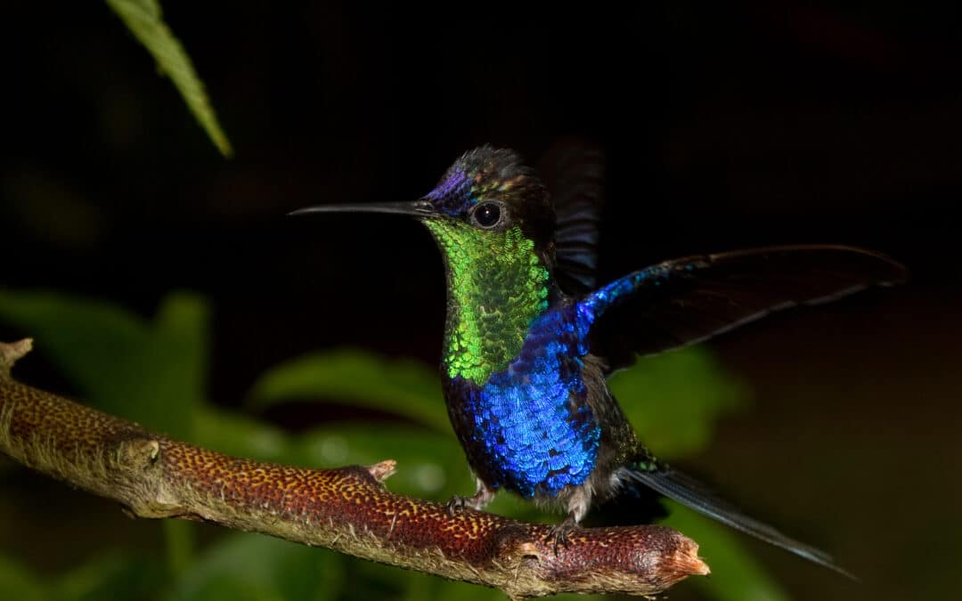 The many hummingbirds of Costa Rica.