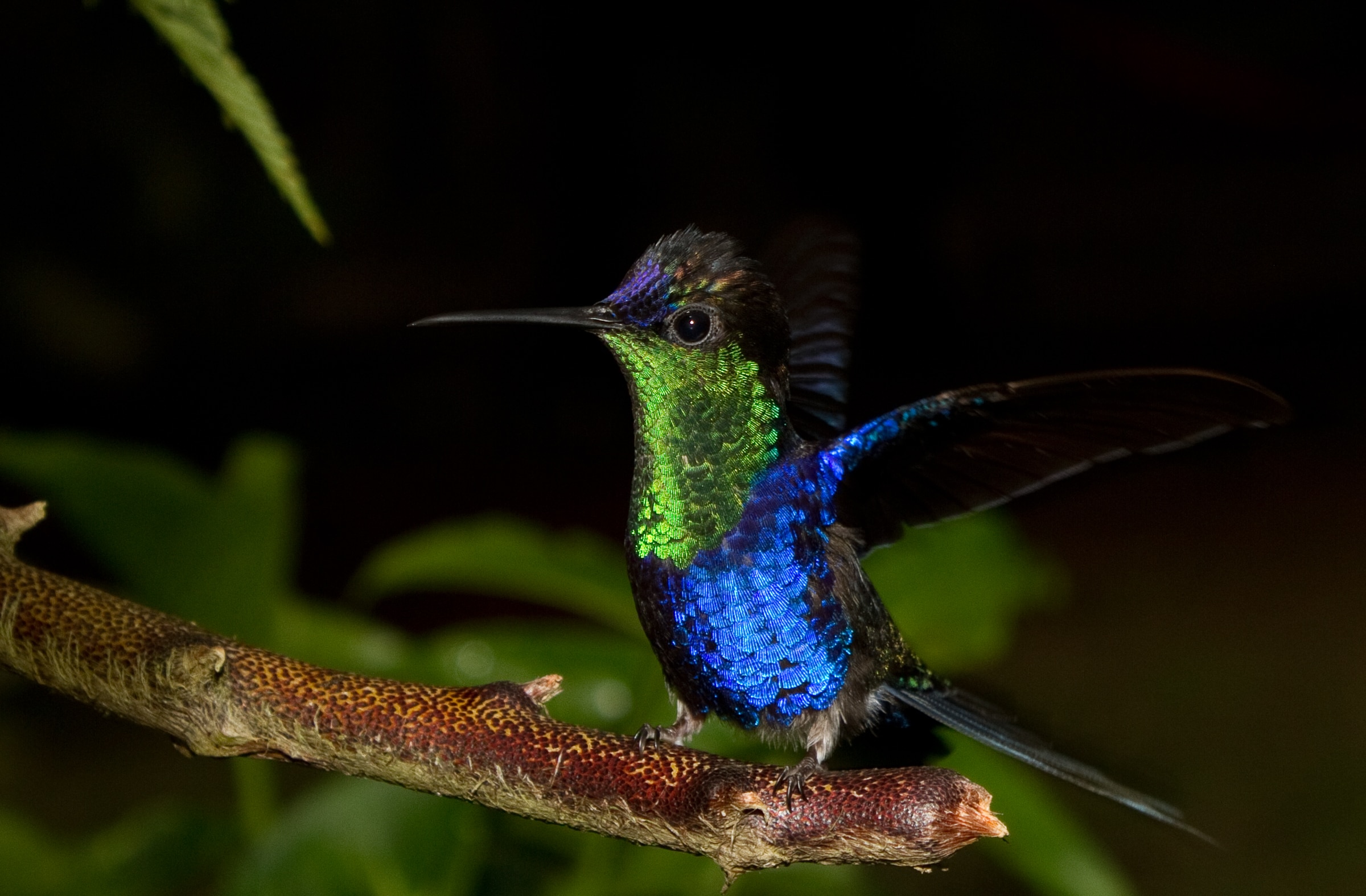 A Violet-crowned woodnymph on a branch