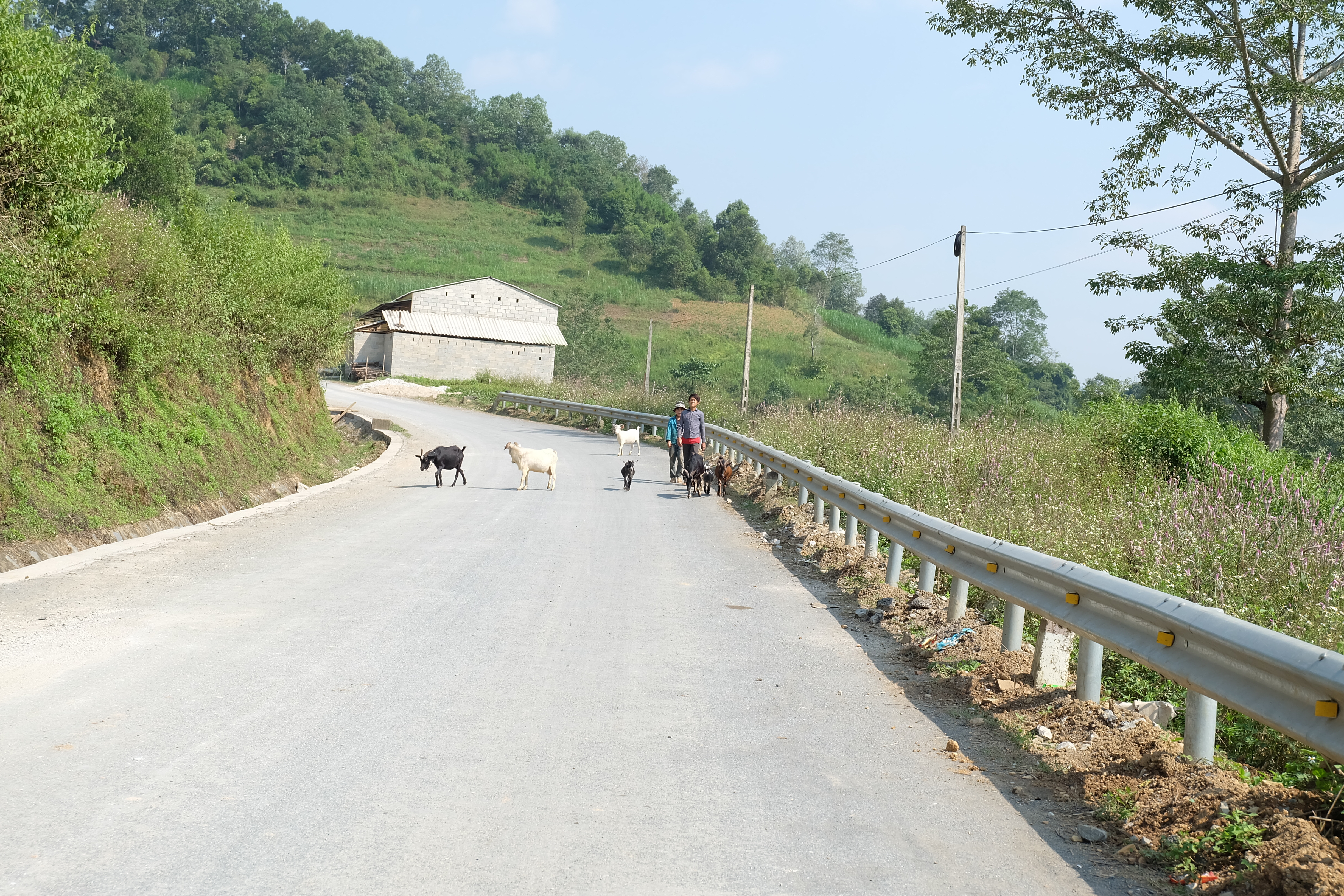 Goats on the road in Ha Giang province, Vietnam