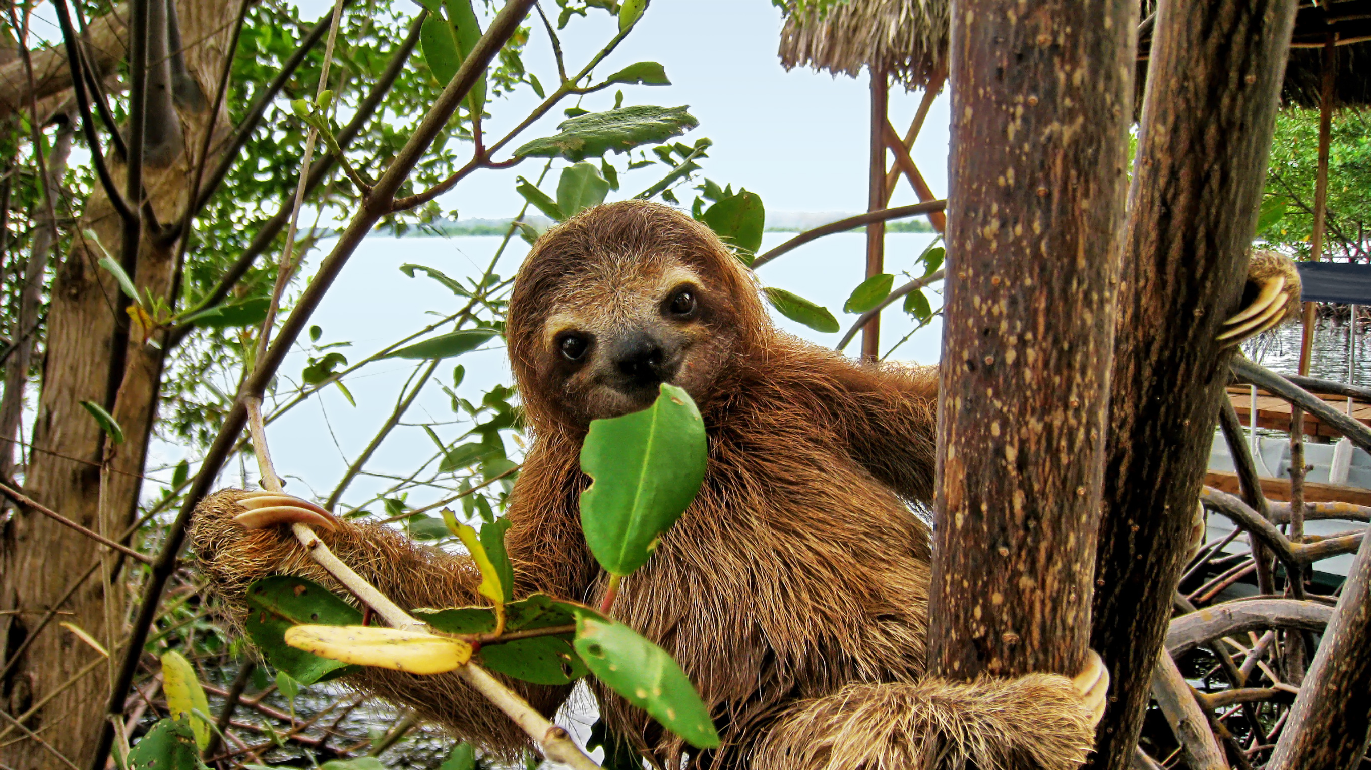 A sloth eating a leaf