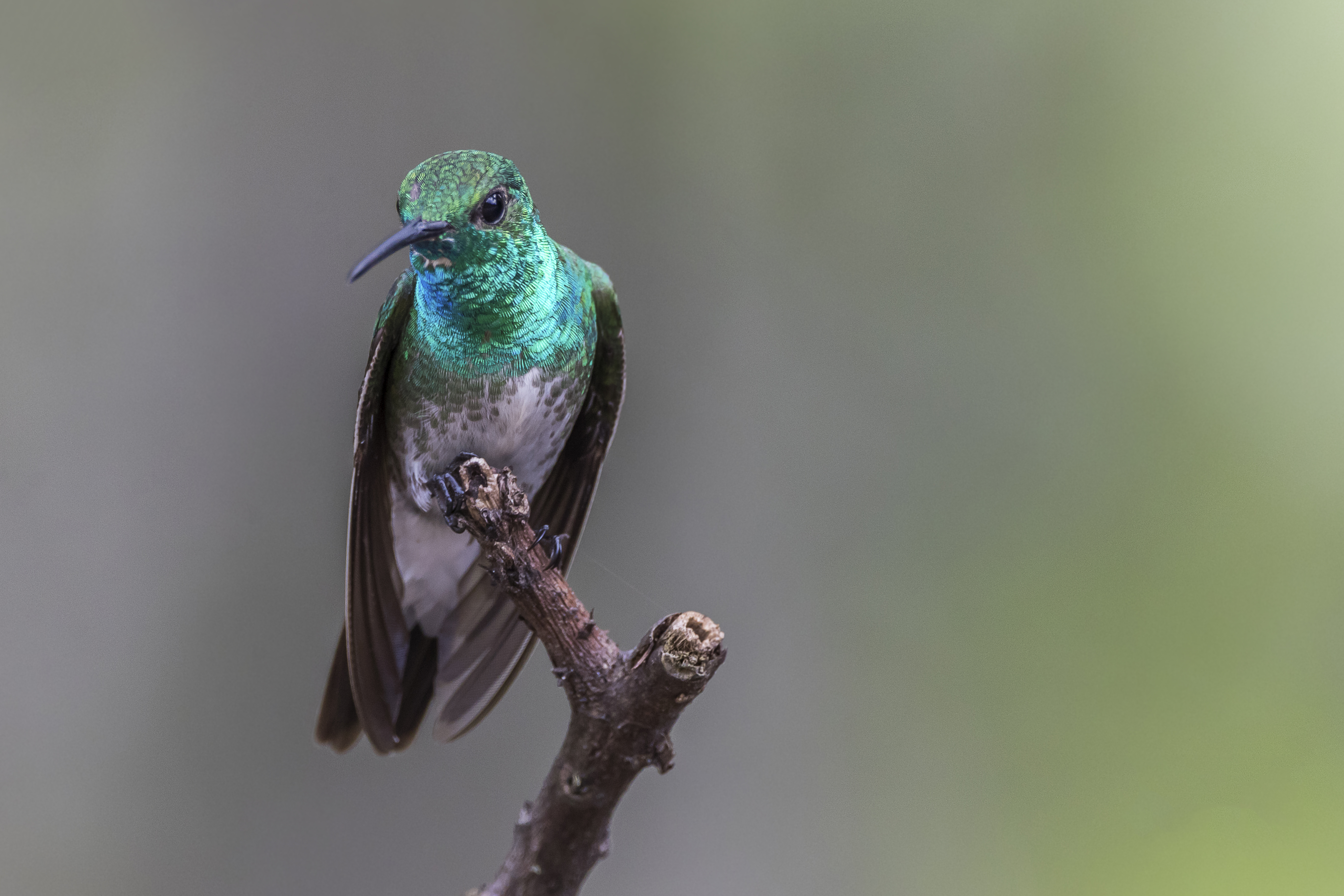 Mangrove Hummingbird, Costa Rica