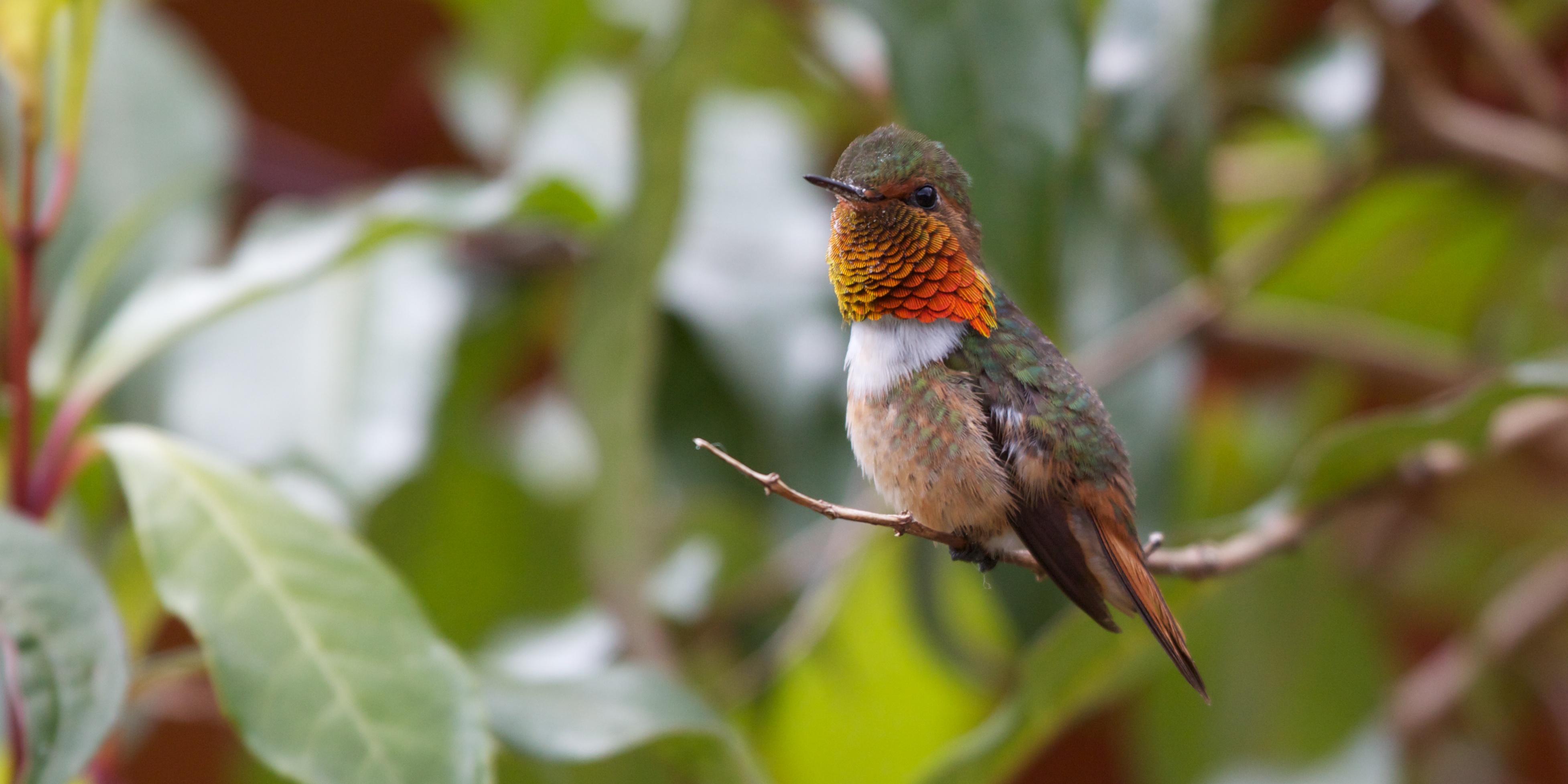 Scintillant Hummingbird