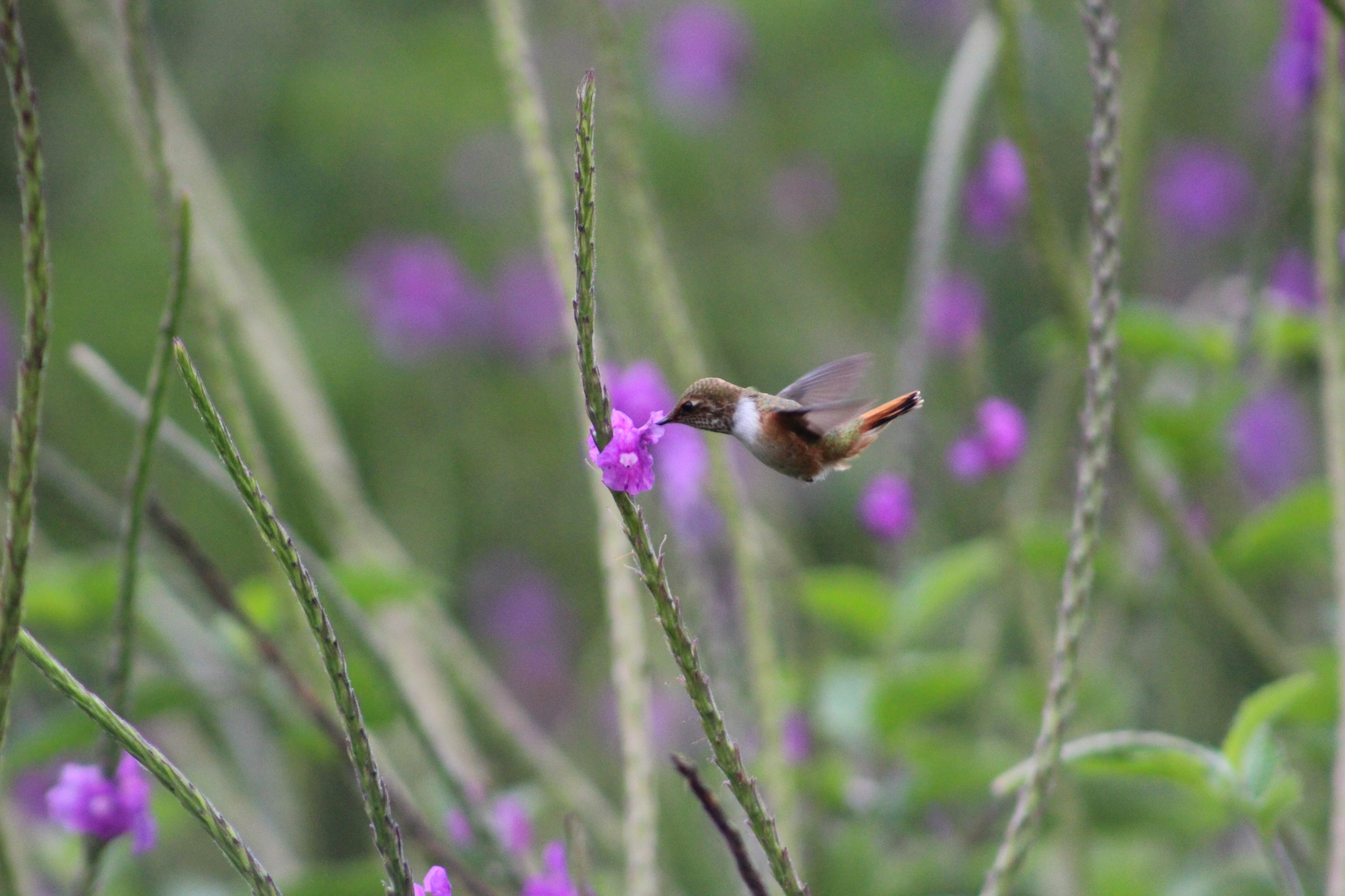 Scintillant Hummingbird, in flight