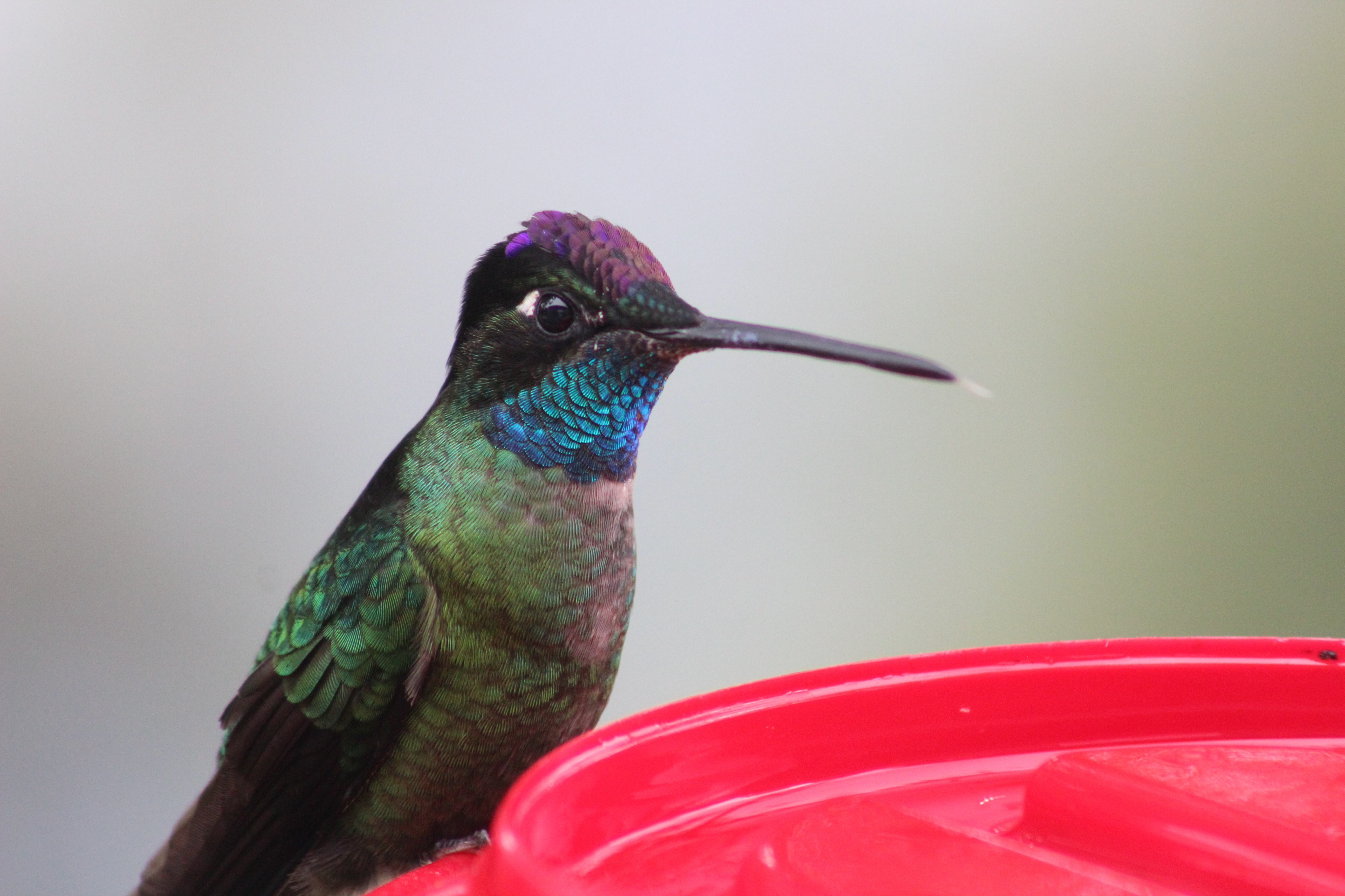 Talamanca Hummingbird