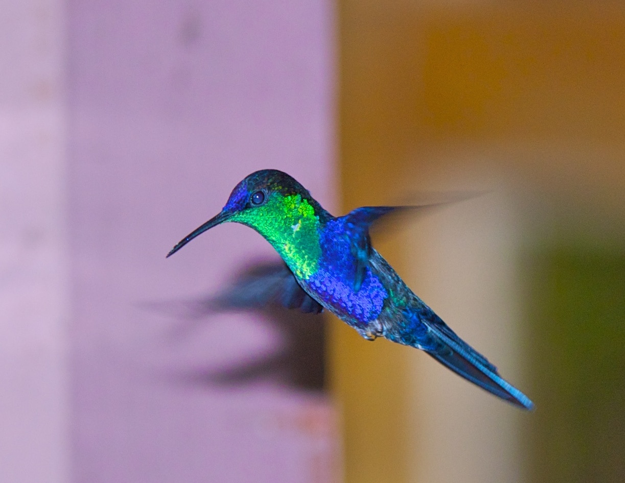 A Violet-crowned woodnymph - Costa Rica