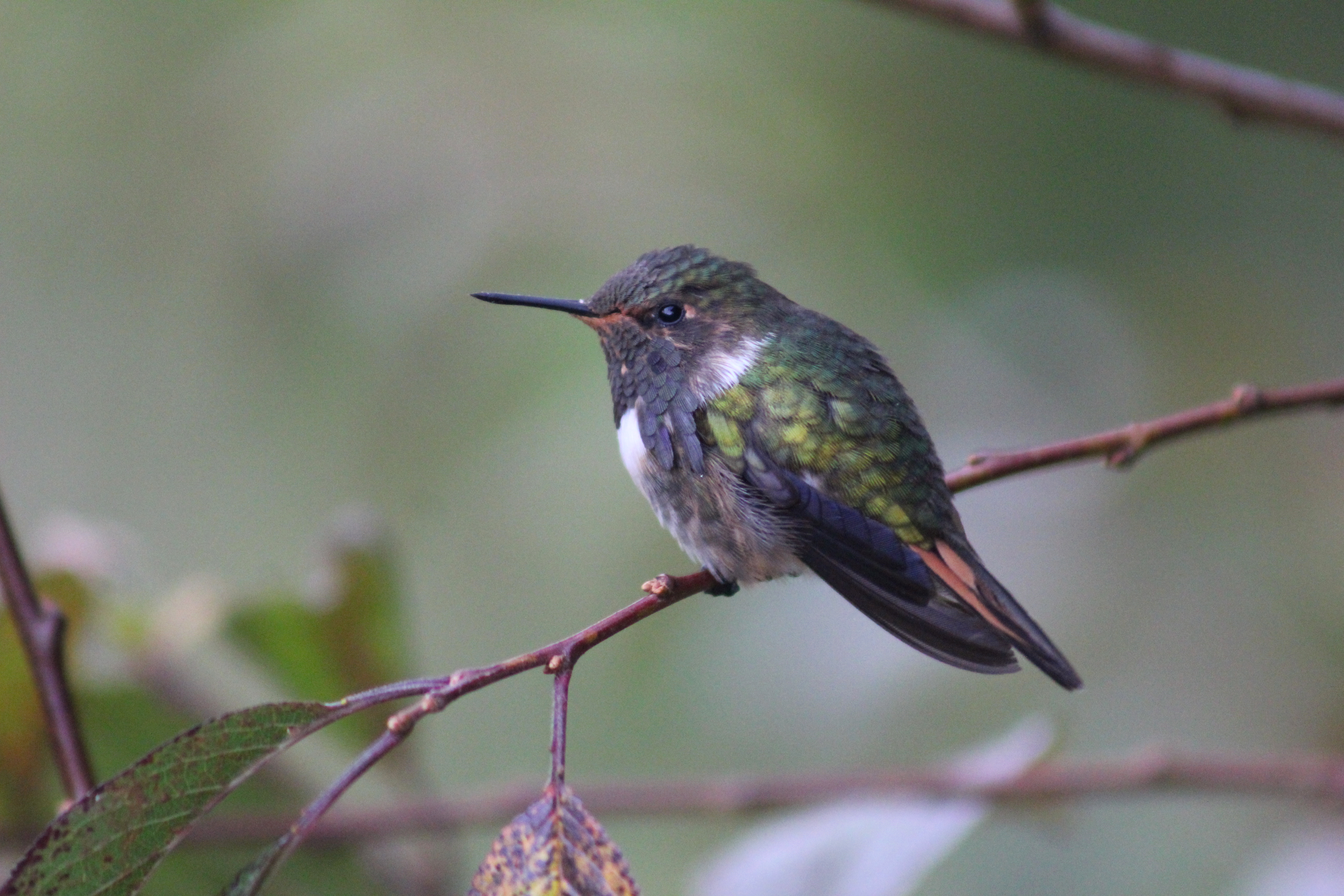 A Volcano hummingbird on a twig
