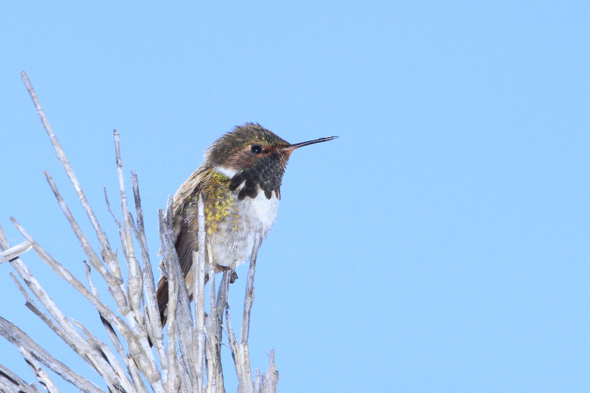 Volcano Hummingbird