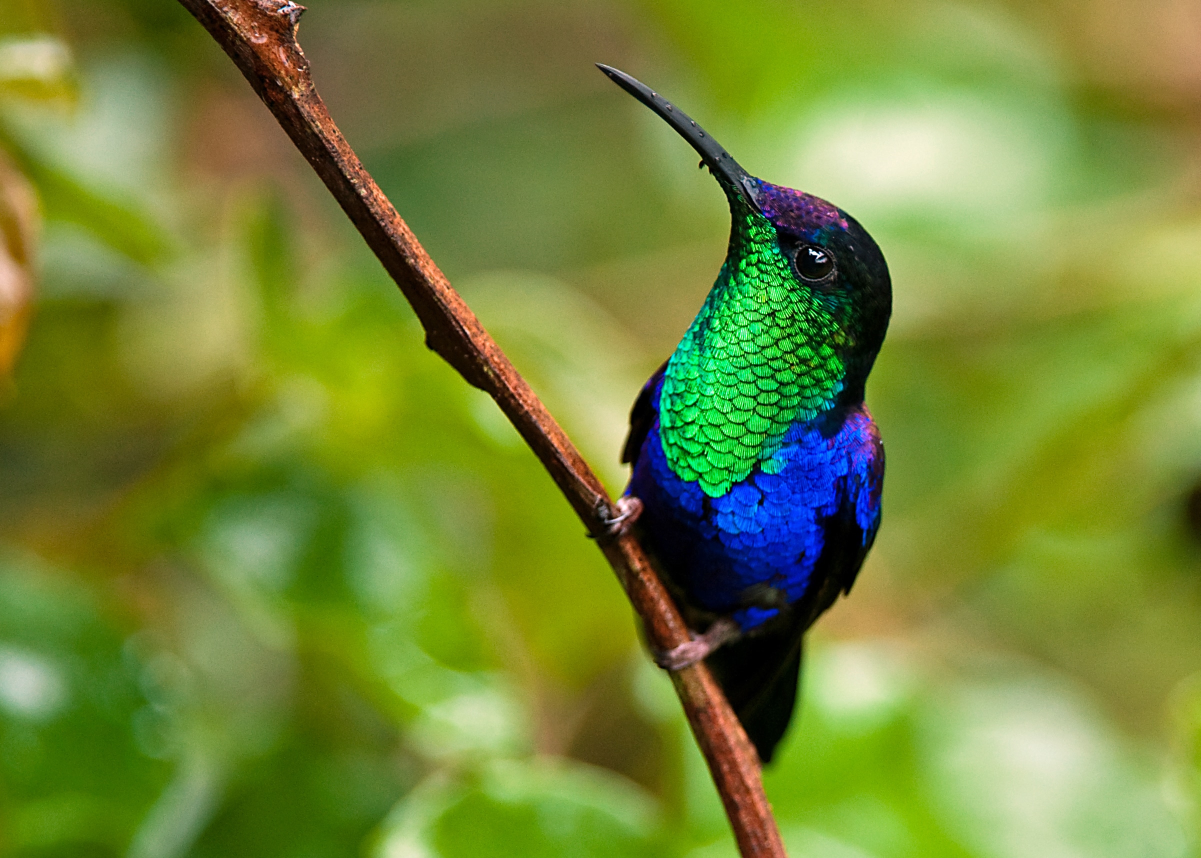 Violet-crowned Woodnymph