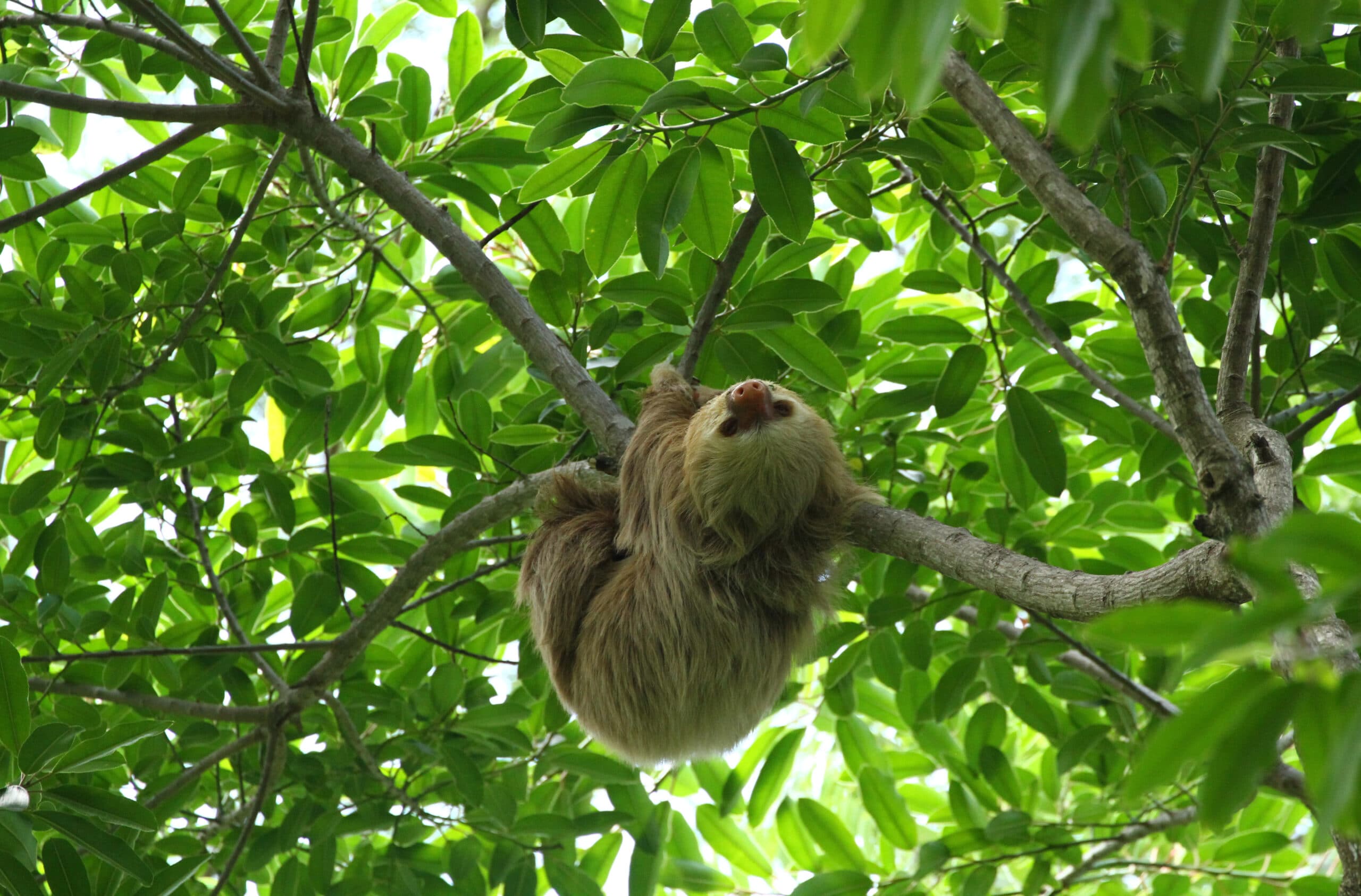 Hanging with the sloths in Costa Rica