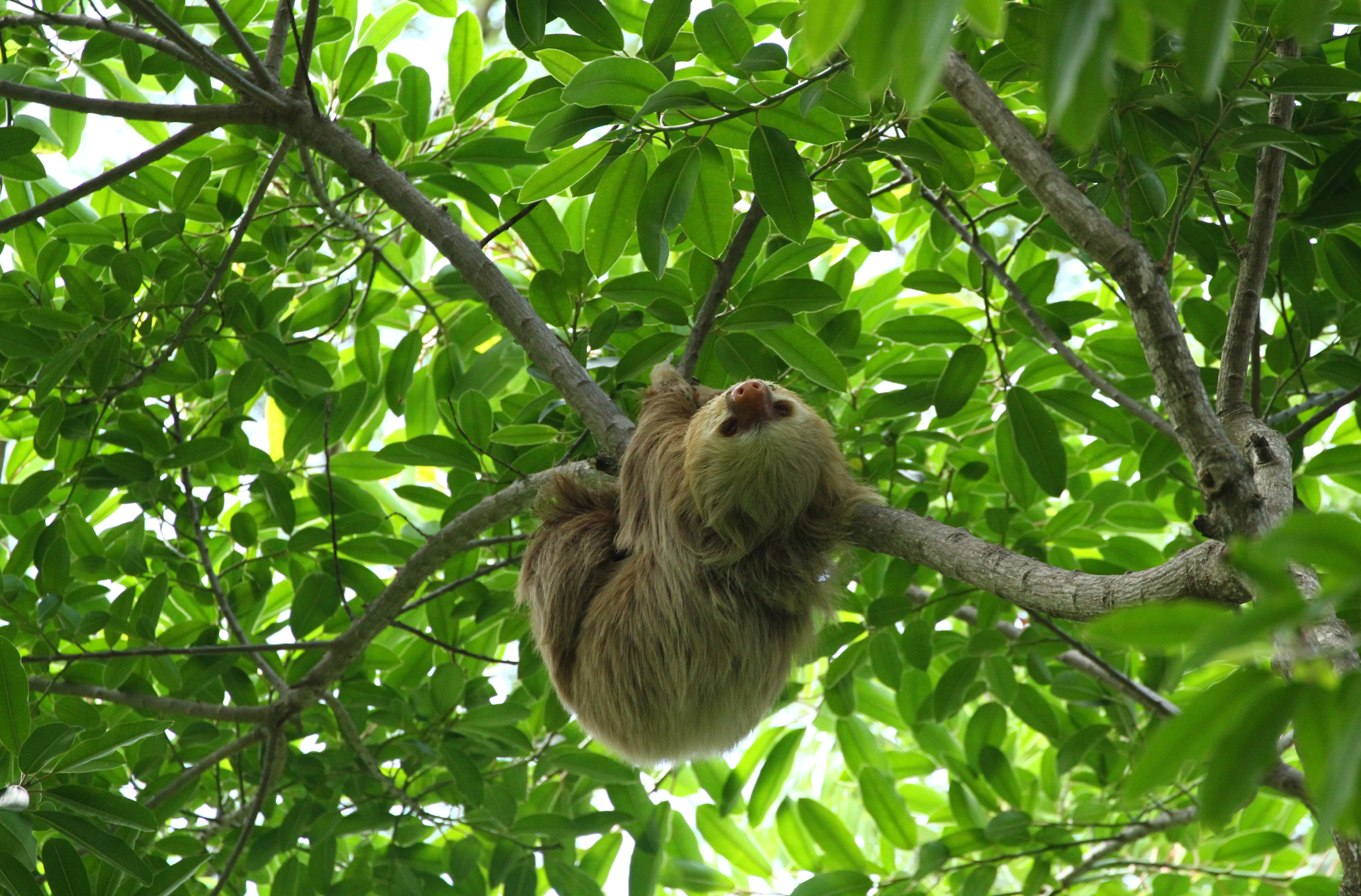 A sloth in the jungle