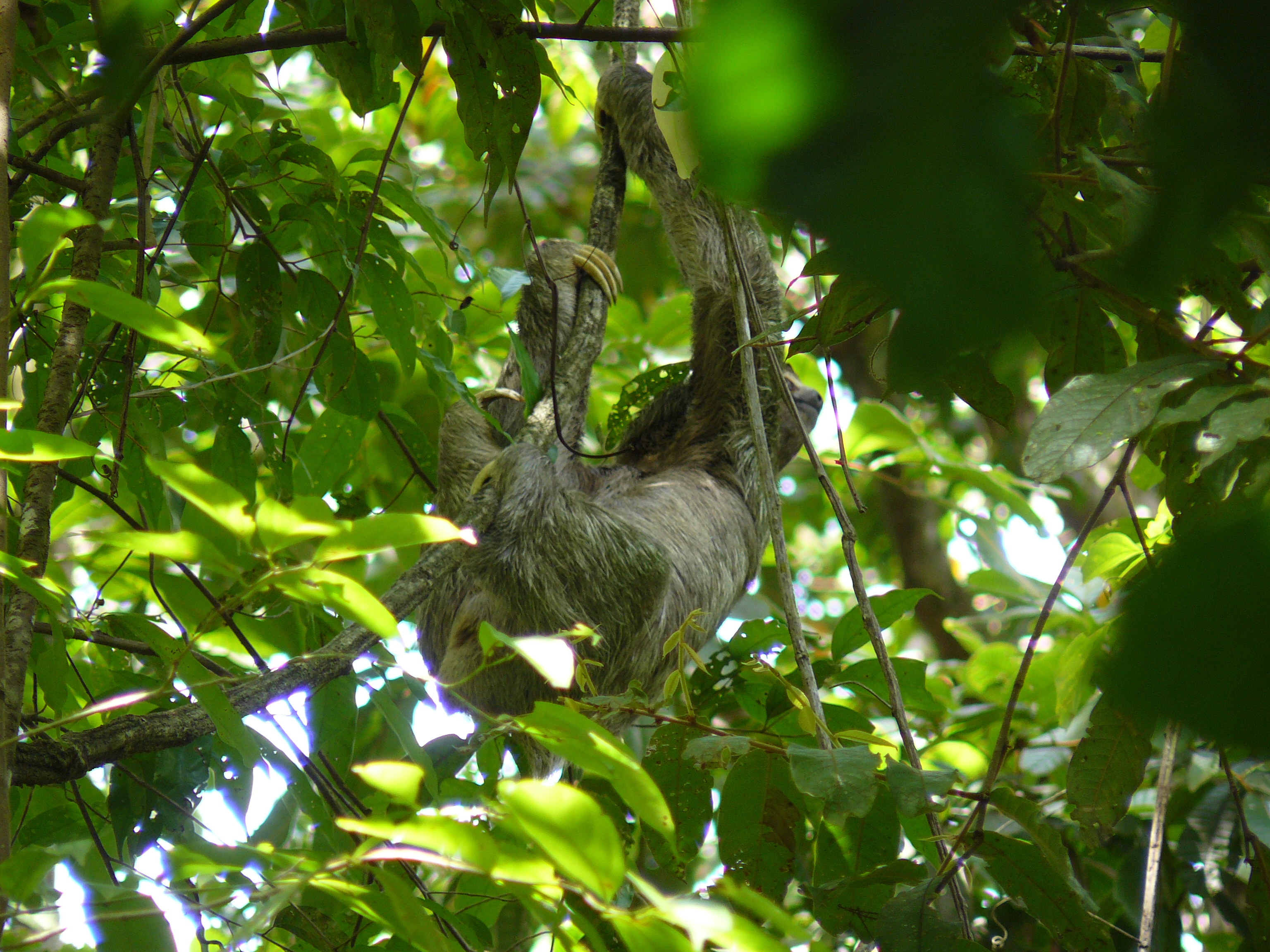 A three-toed sloth in a tree