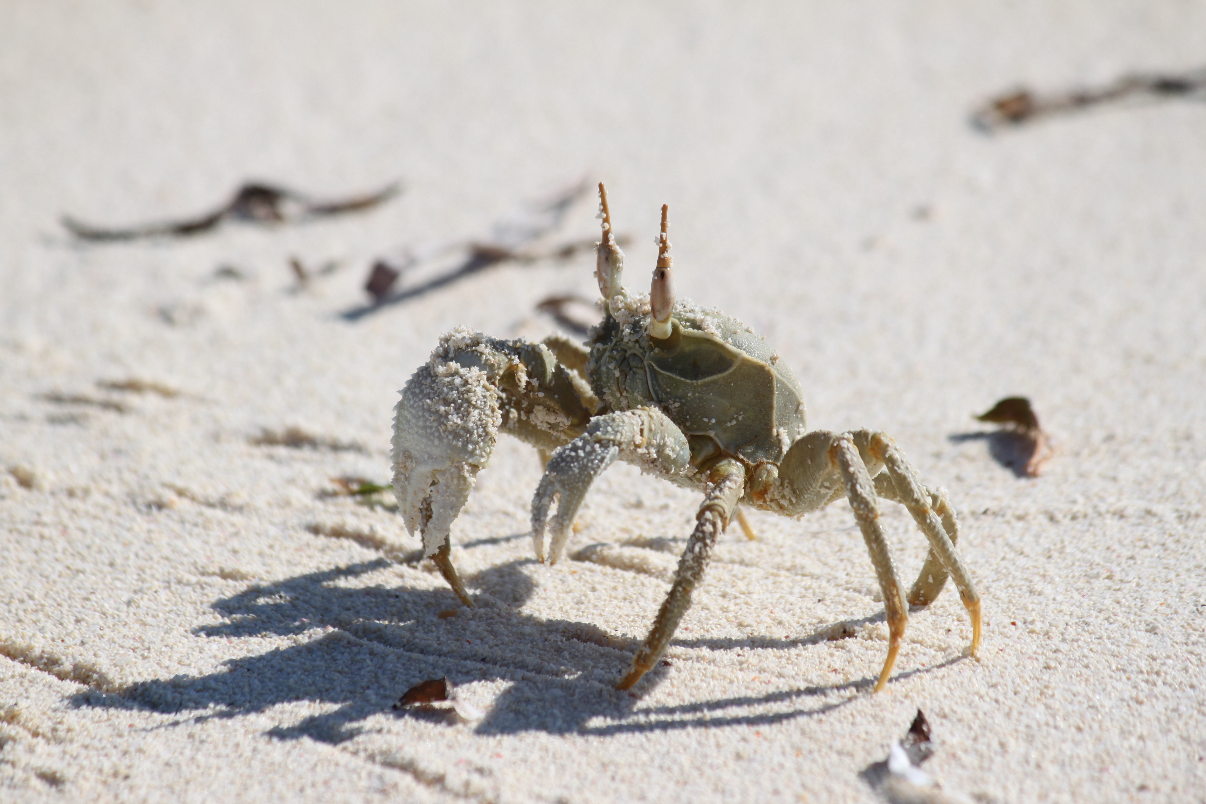 Crab on a Seychelles beach