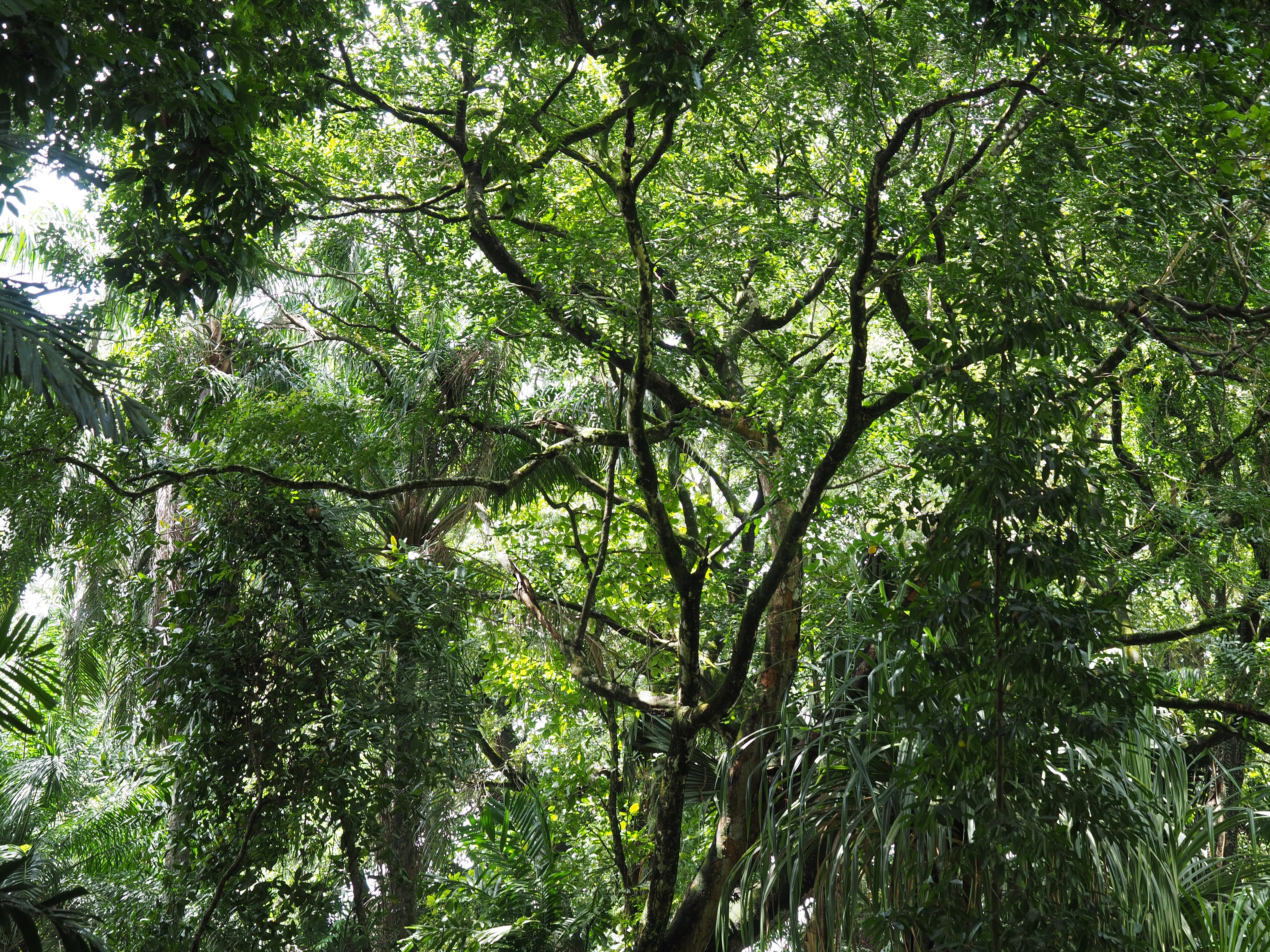 Seychelles jungle
