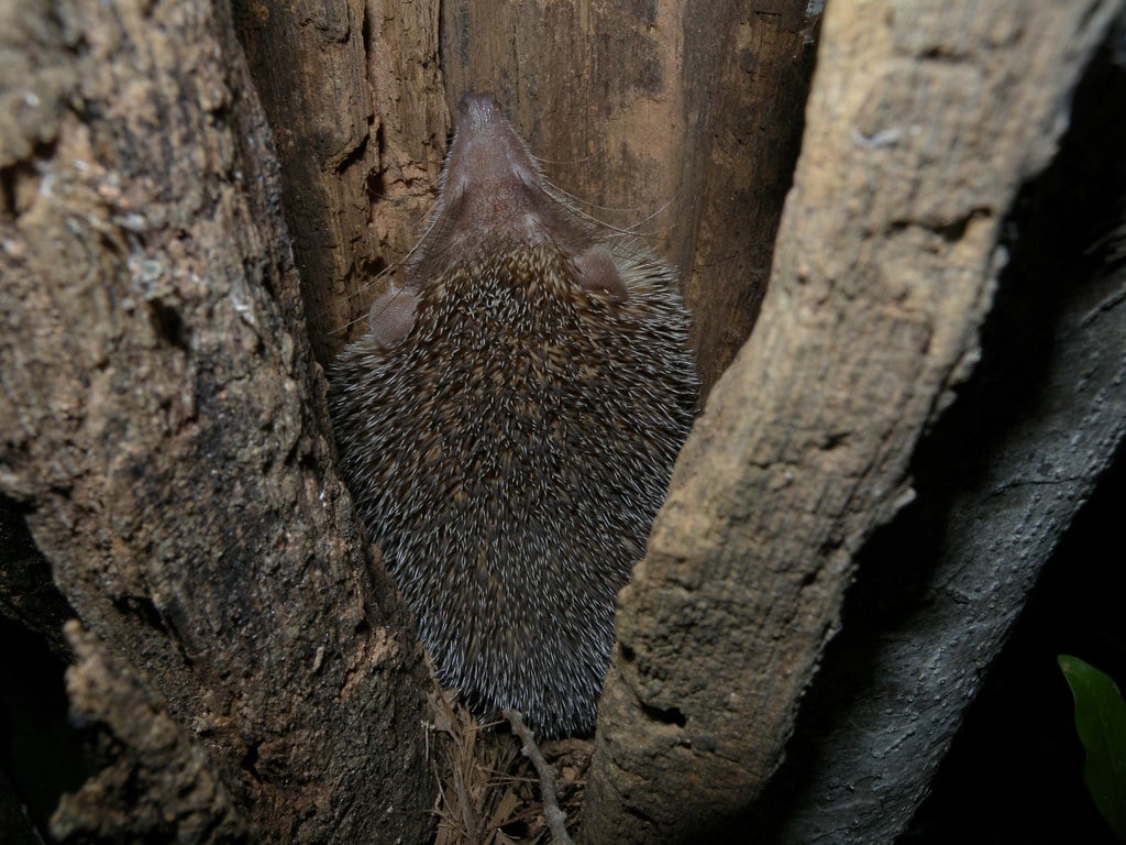 A hedgehog Tenrec