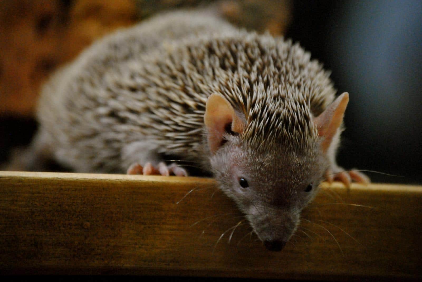 Lesser hedgehog tenrec