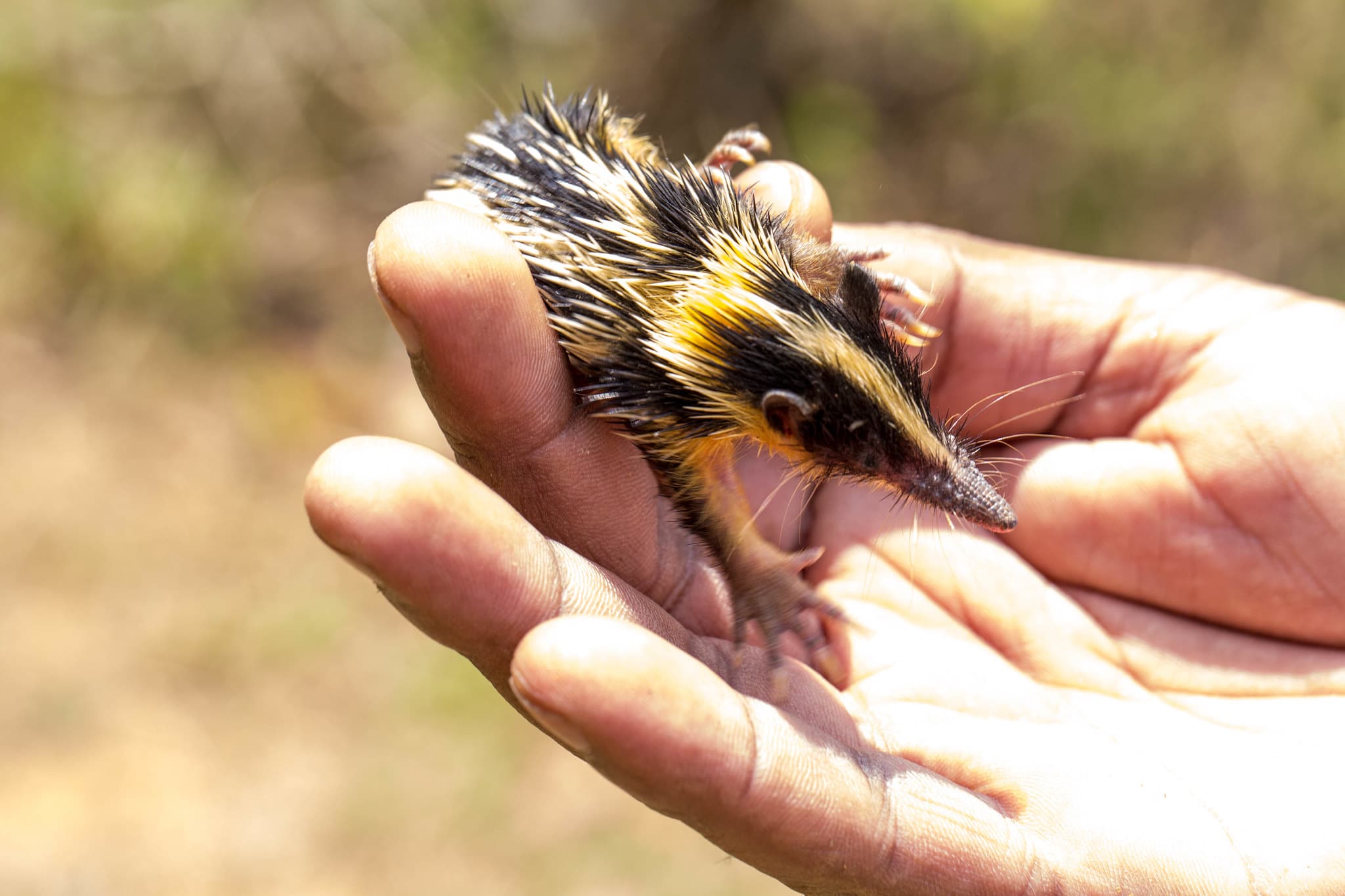 A baby Tenrec