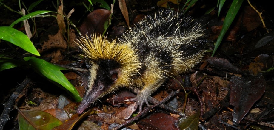 Tenrecs – little punk shrews