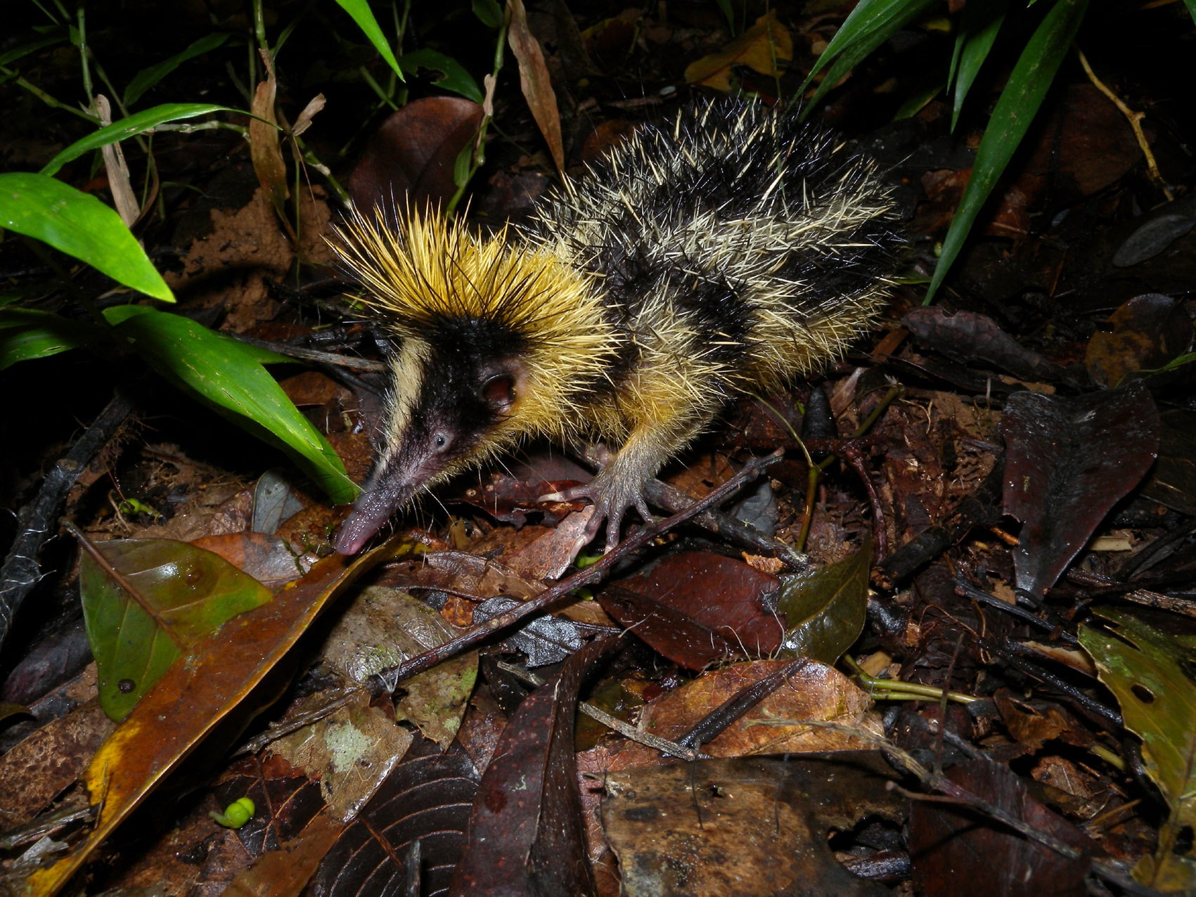 A lowland streaked Tenrec