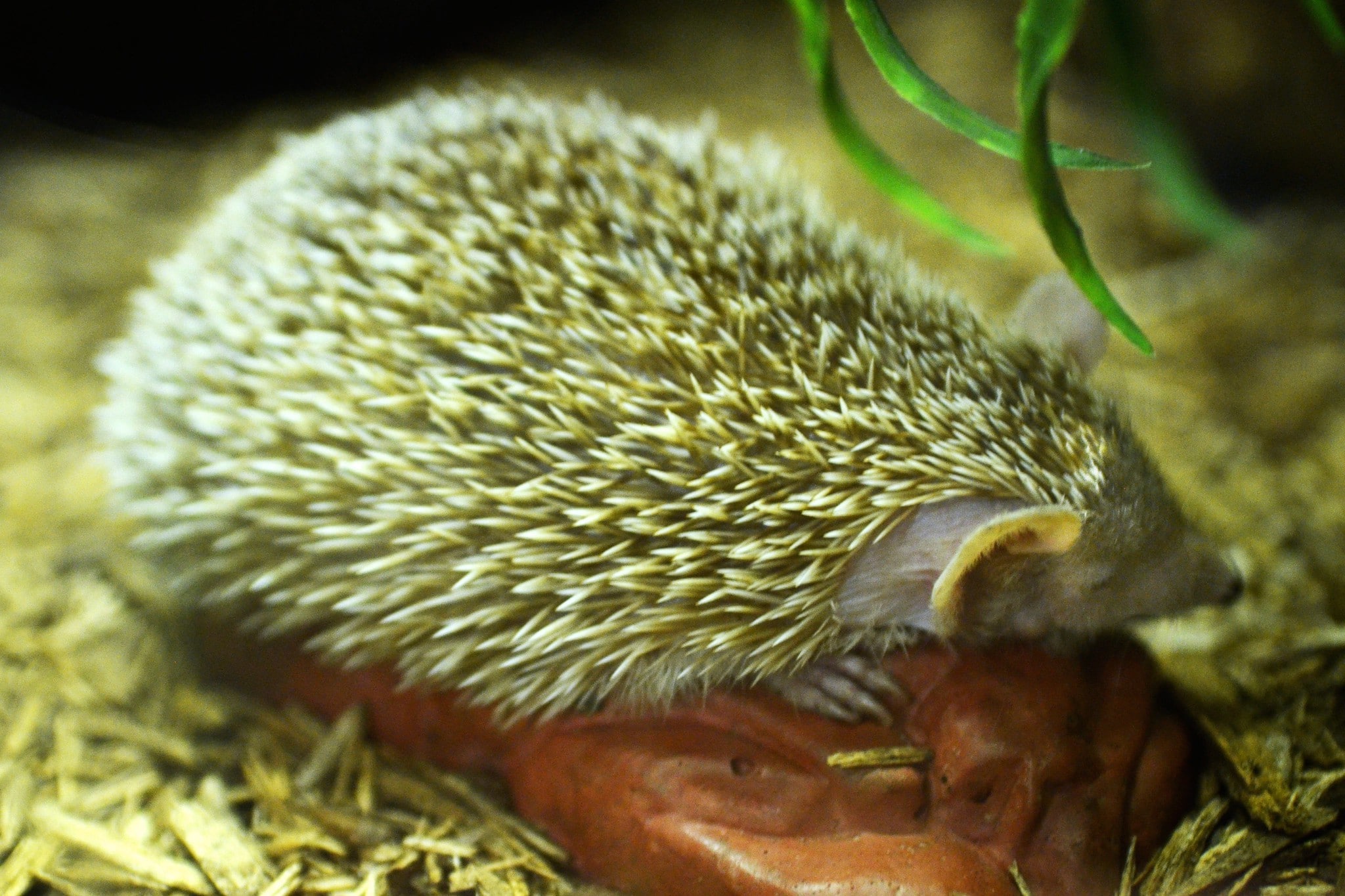 Pygmy hedgehog tenrec