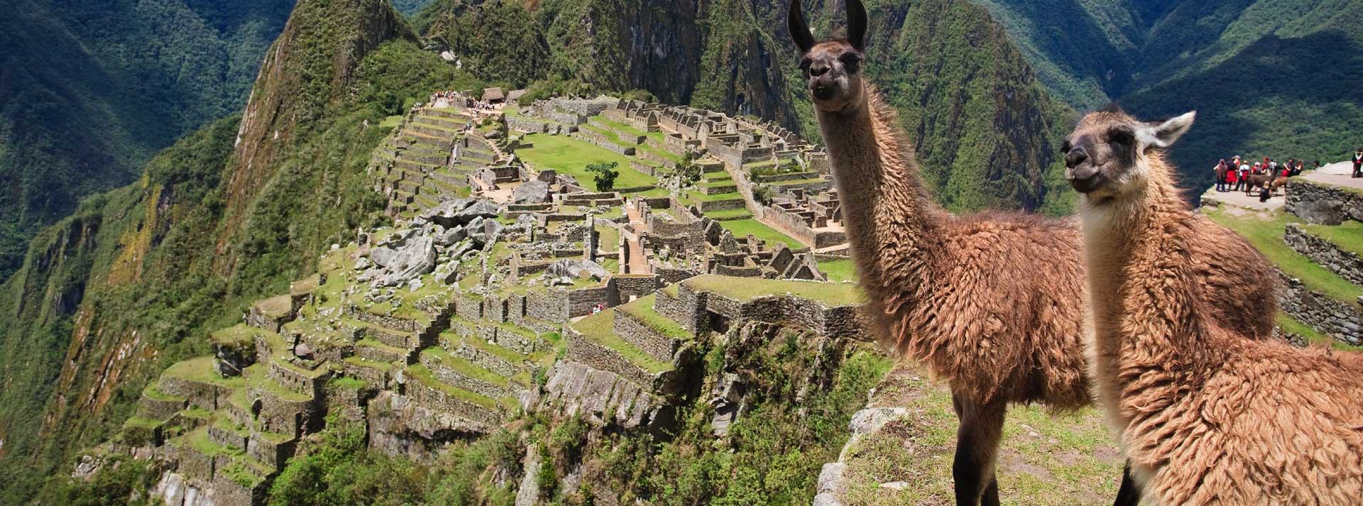 Llamas: A fluffy cross between a sheep and a giraffe