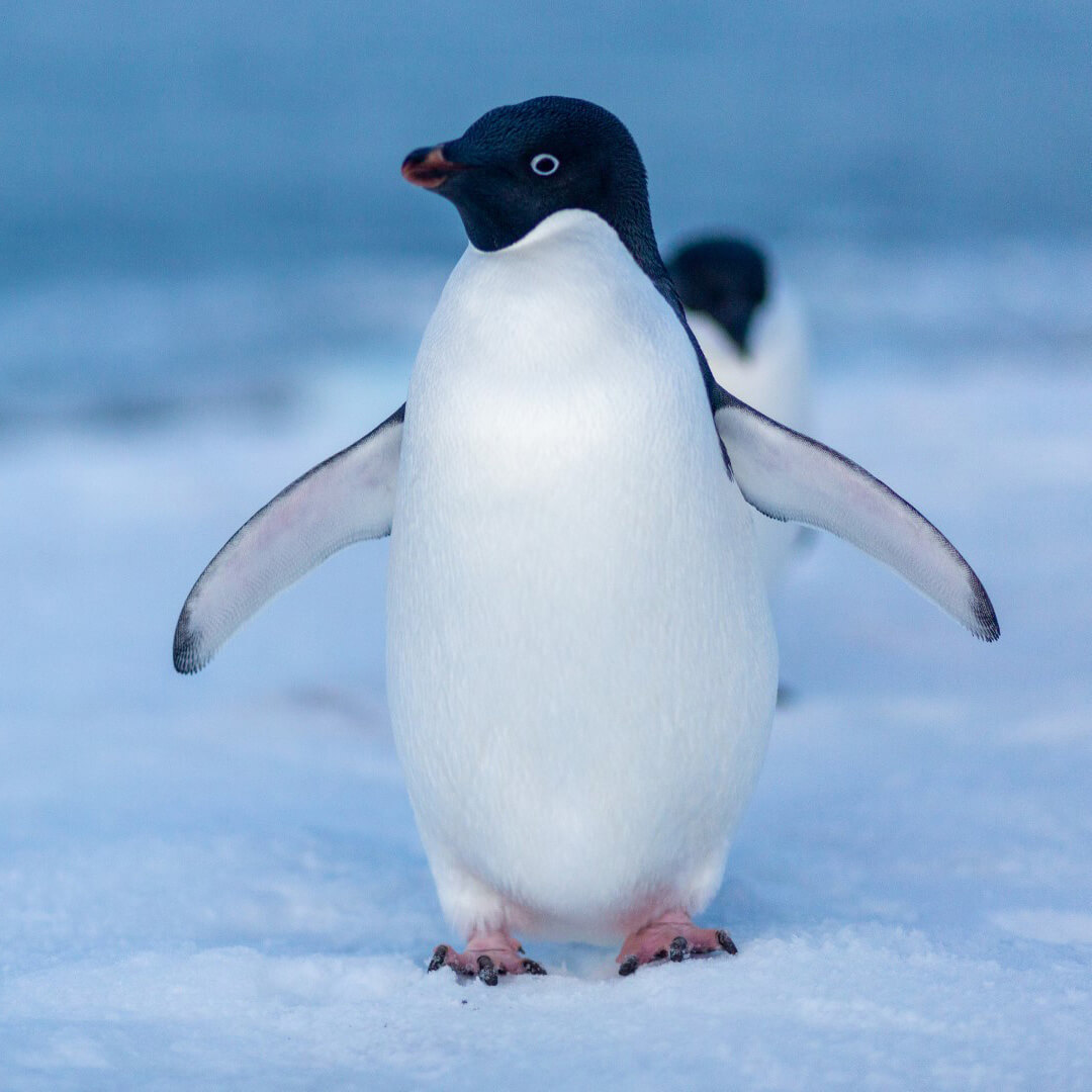 Adelie penguin (Large)