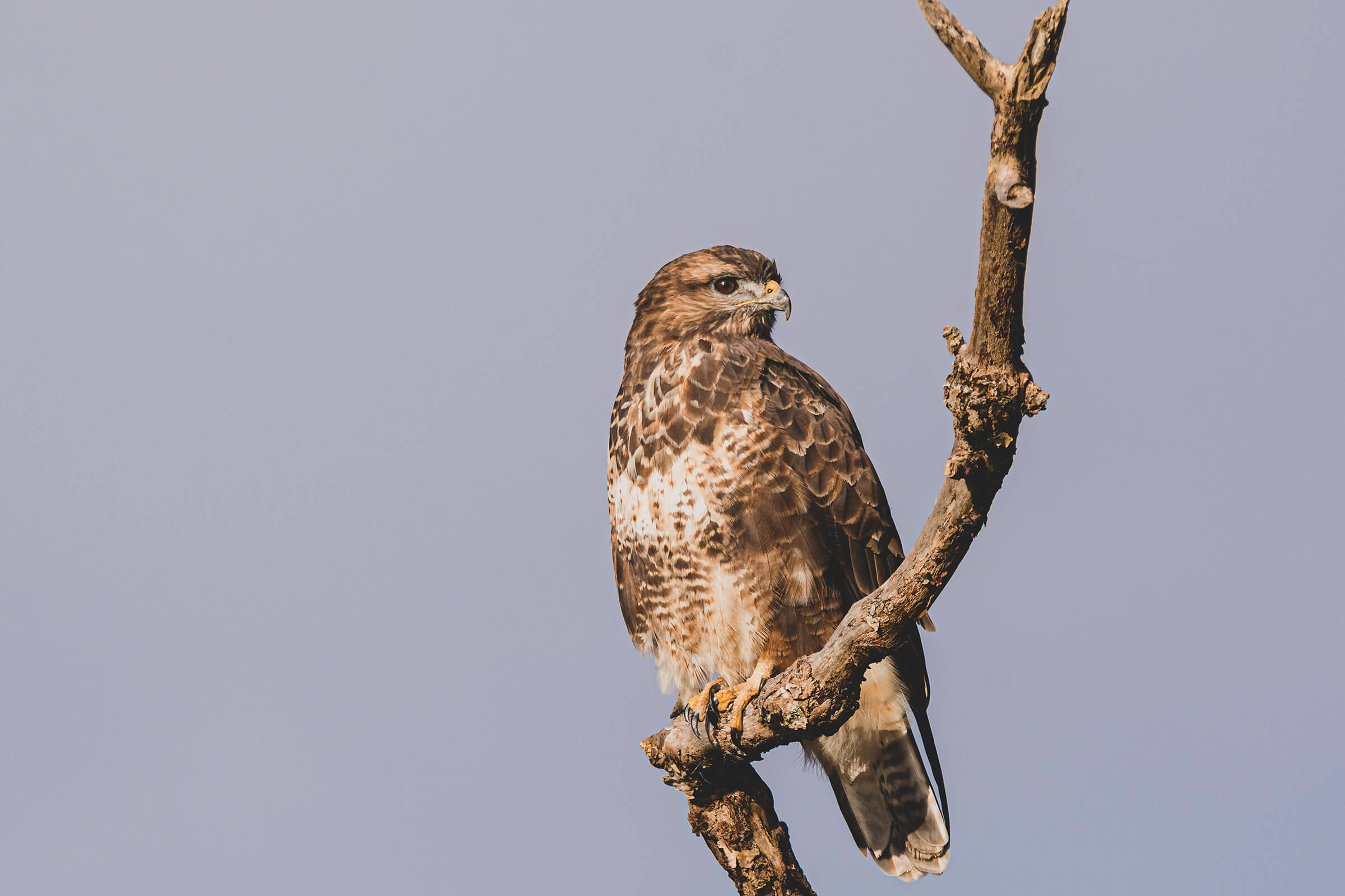 Buzzard