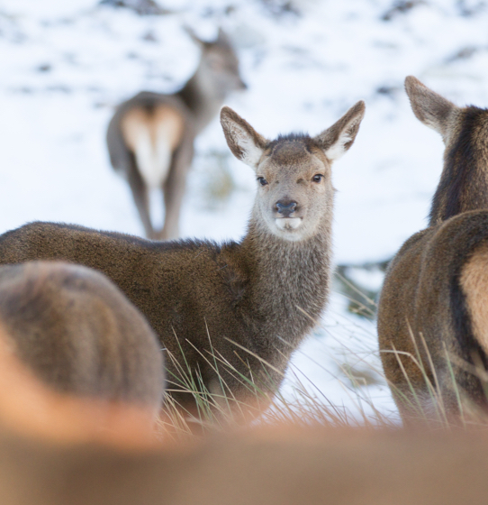 DI_POW_Deer