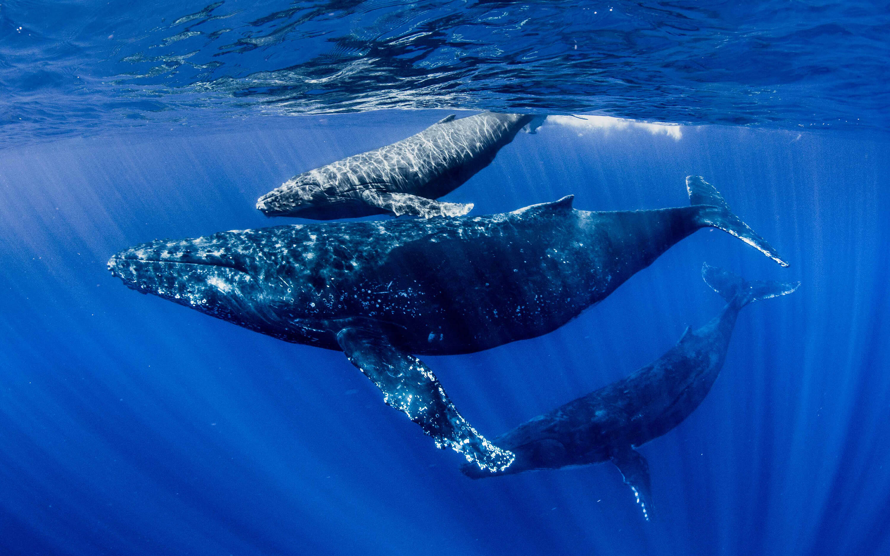 Oceans: An Overlooked Oasis