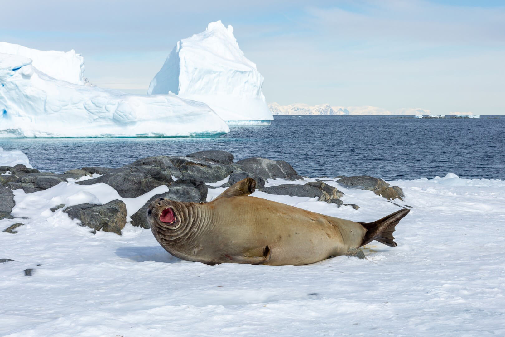 Elephant seal and berg (Large)