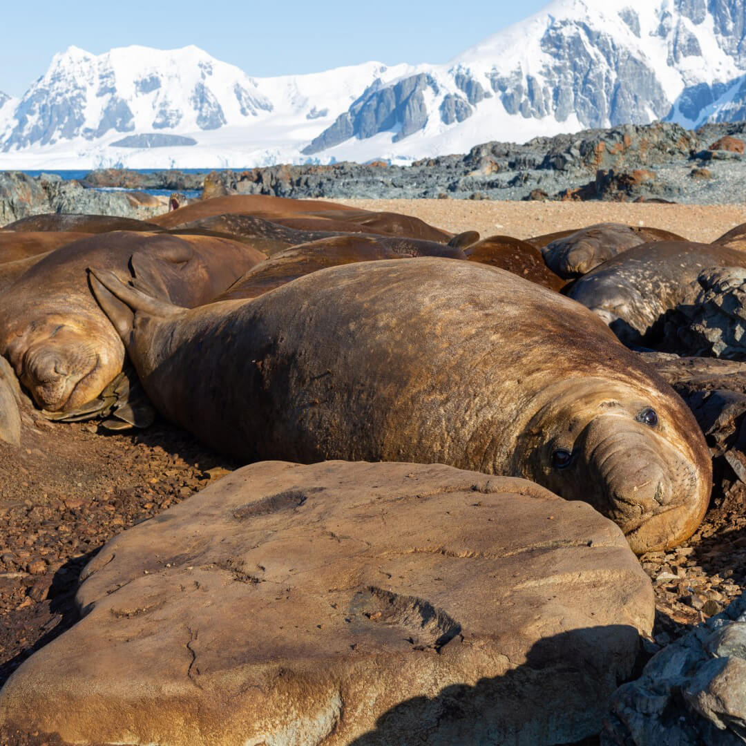Elephant seals amongst the rocks (Large)